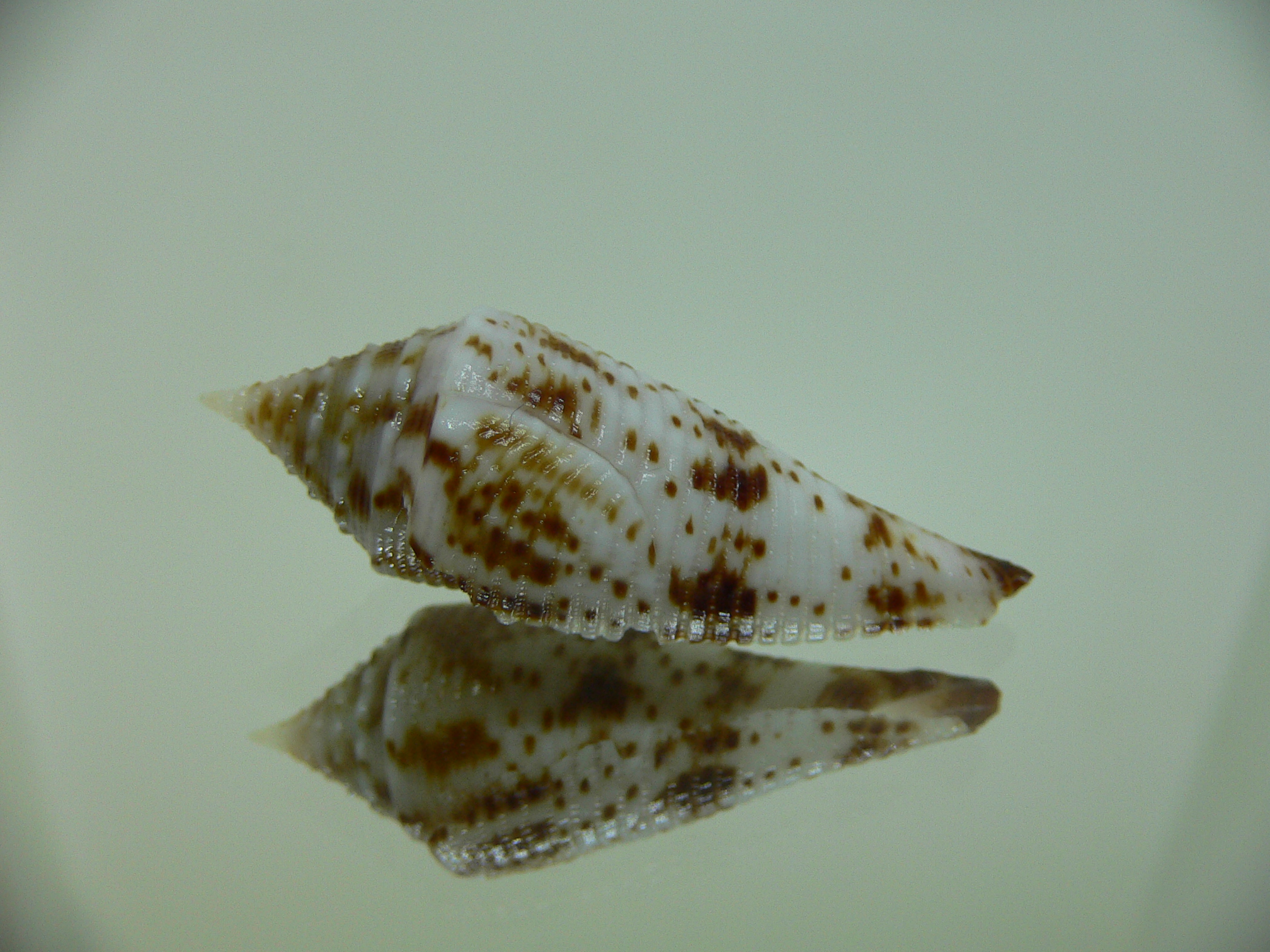 Conus aculeiformis delicatus (var.)