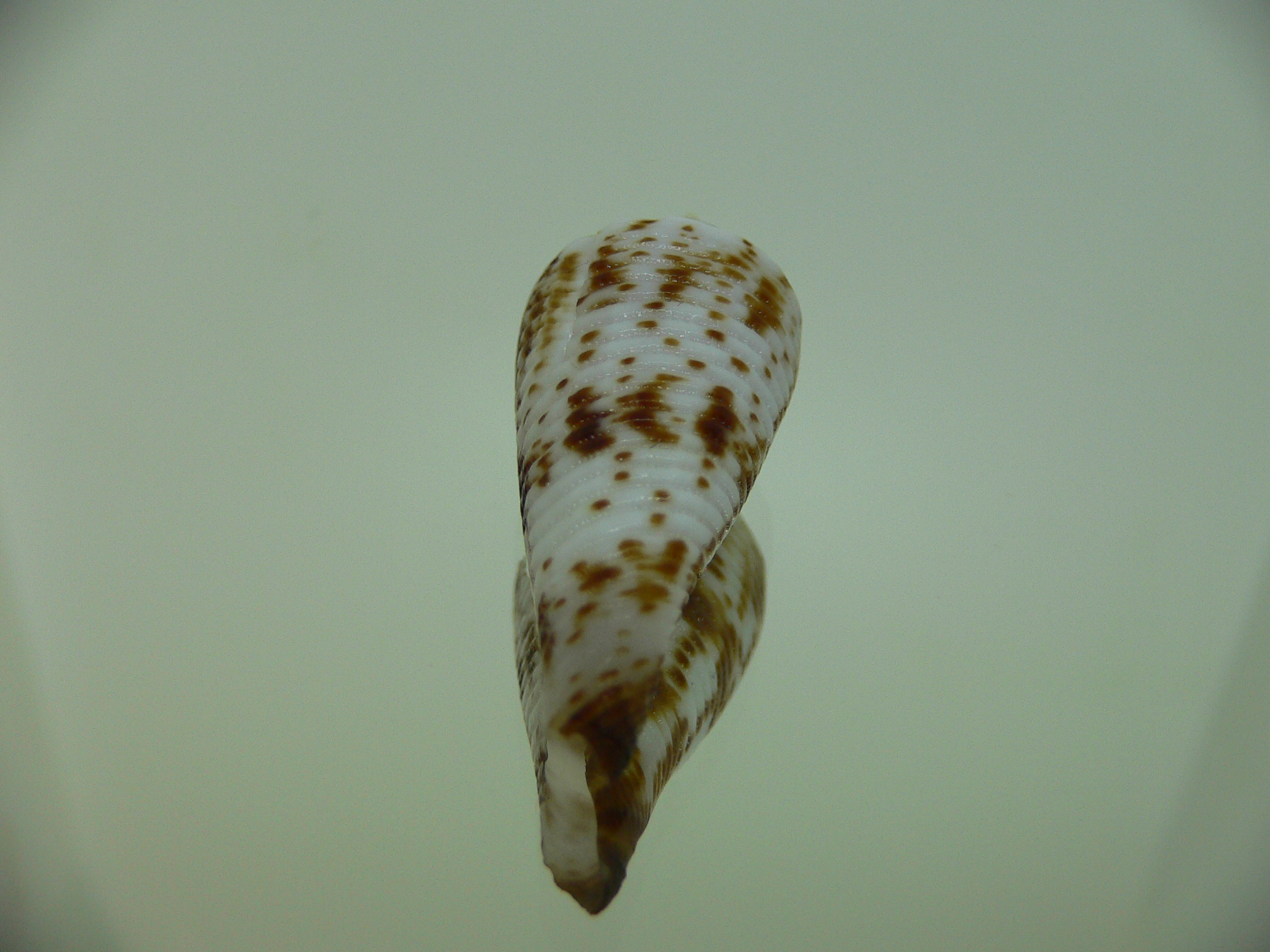 Conus aculeiformis delicatus (var.)
