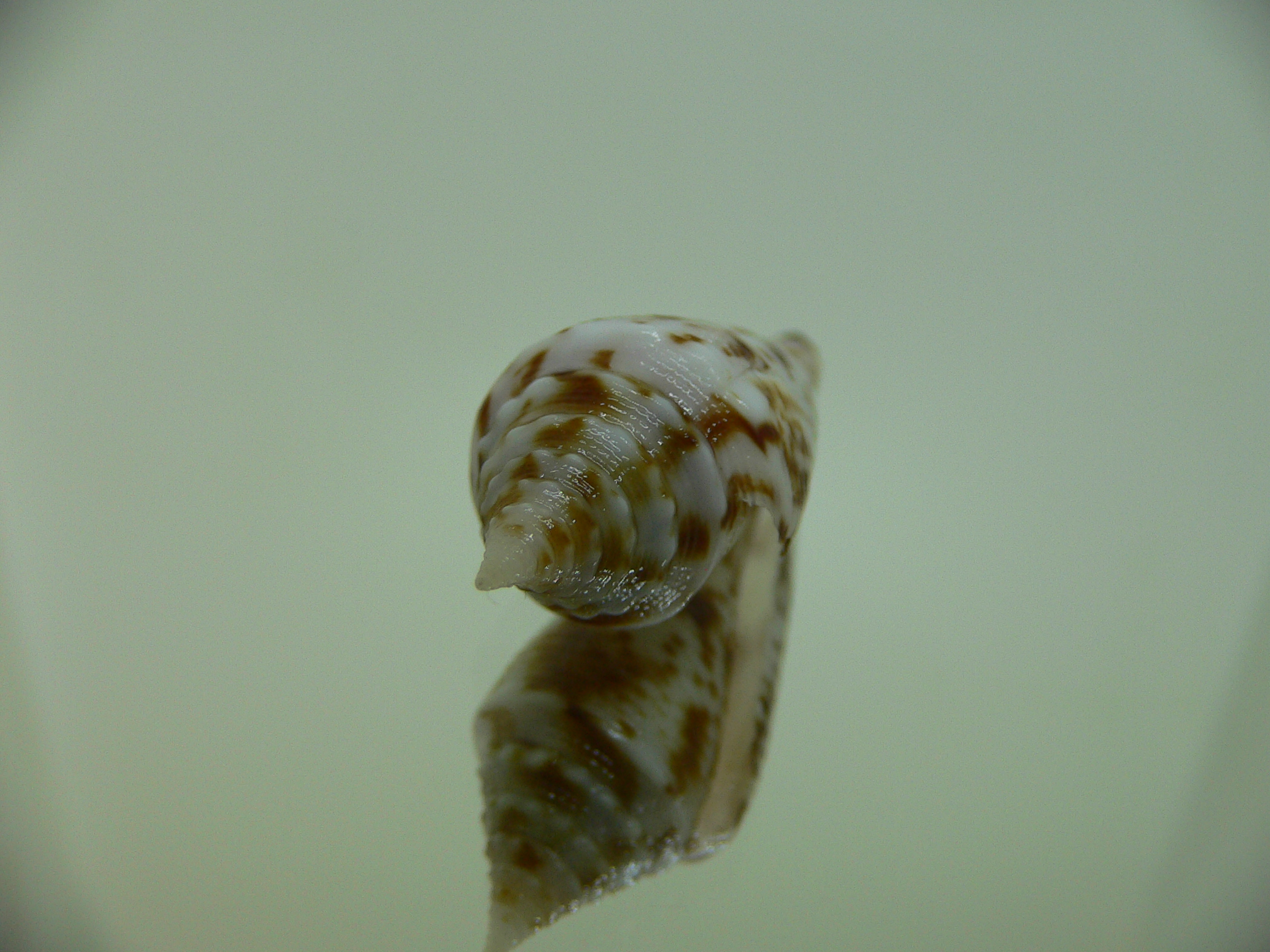 Conus aculeiformis delicatus (var.)