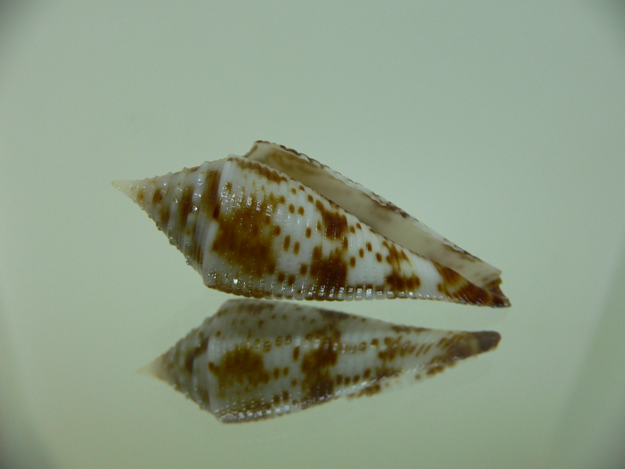Conus aculeiformis delicatus (var.)