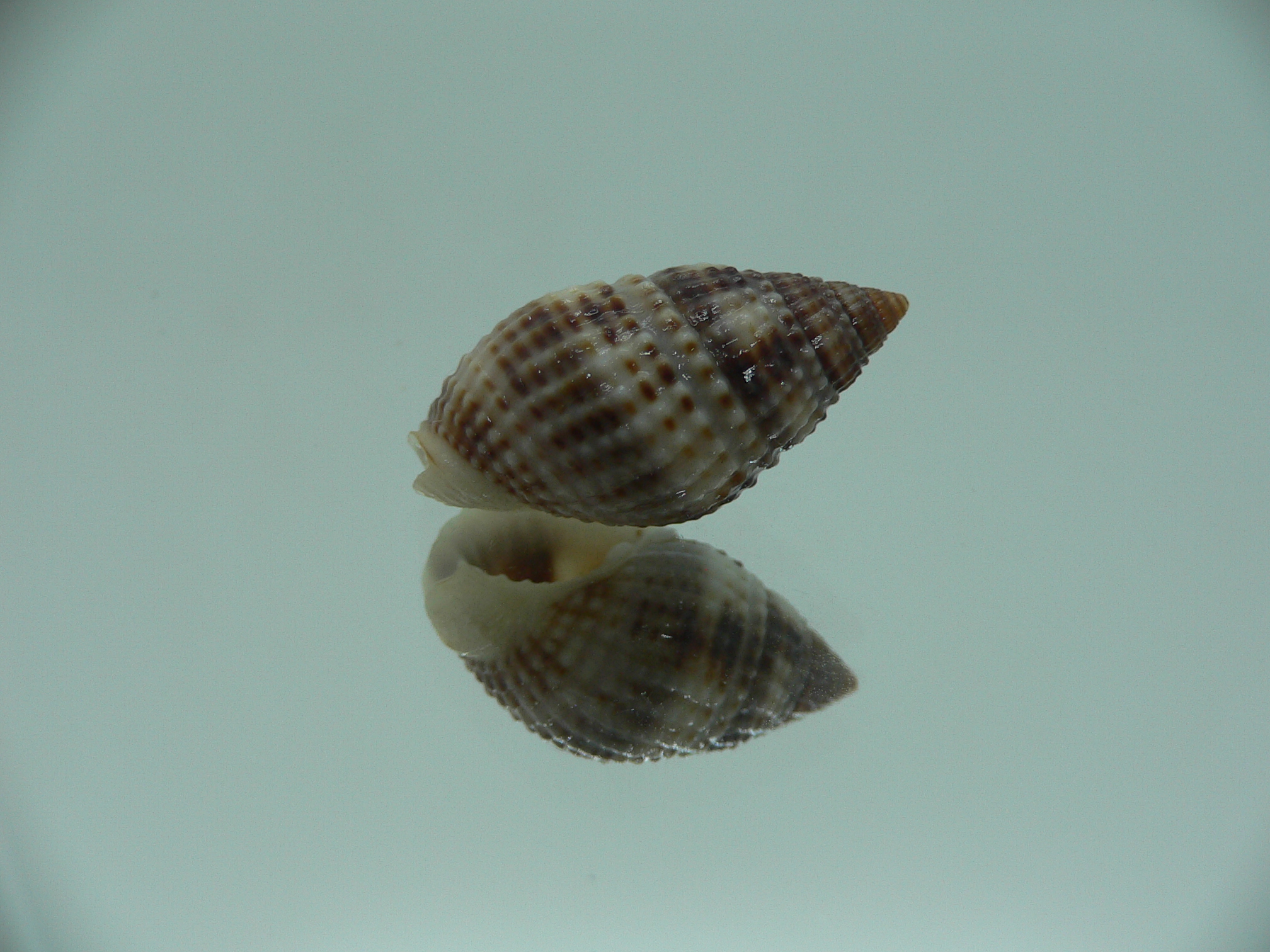 Nassarius margariteferus