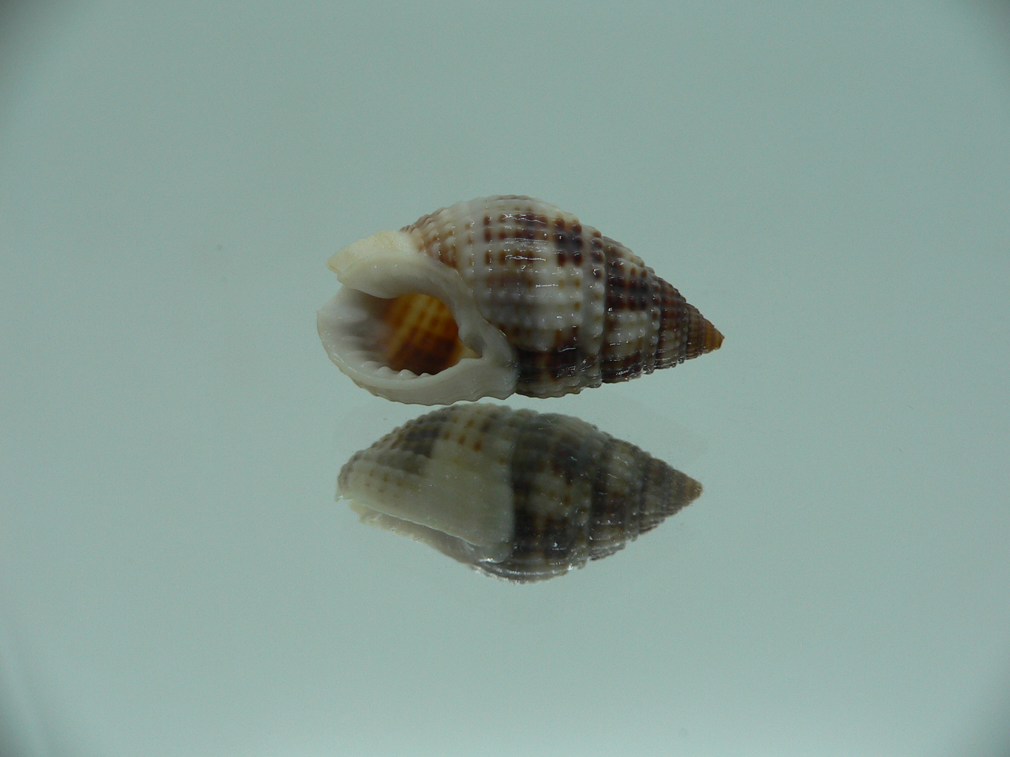Nassarius margariteferus