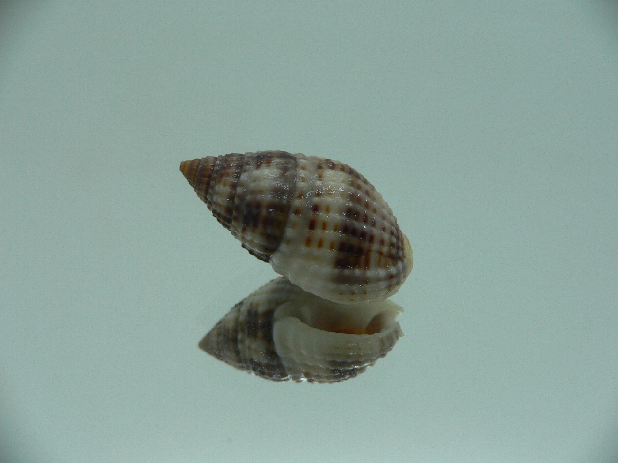 Nassarius margariteferus