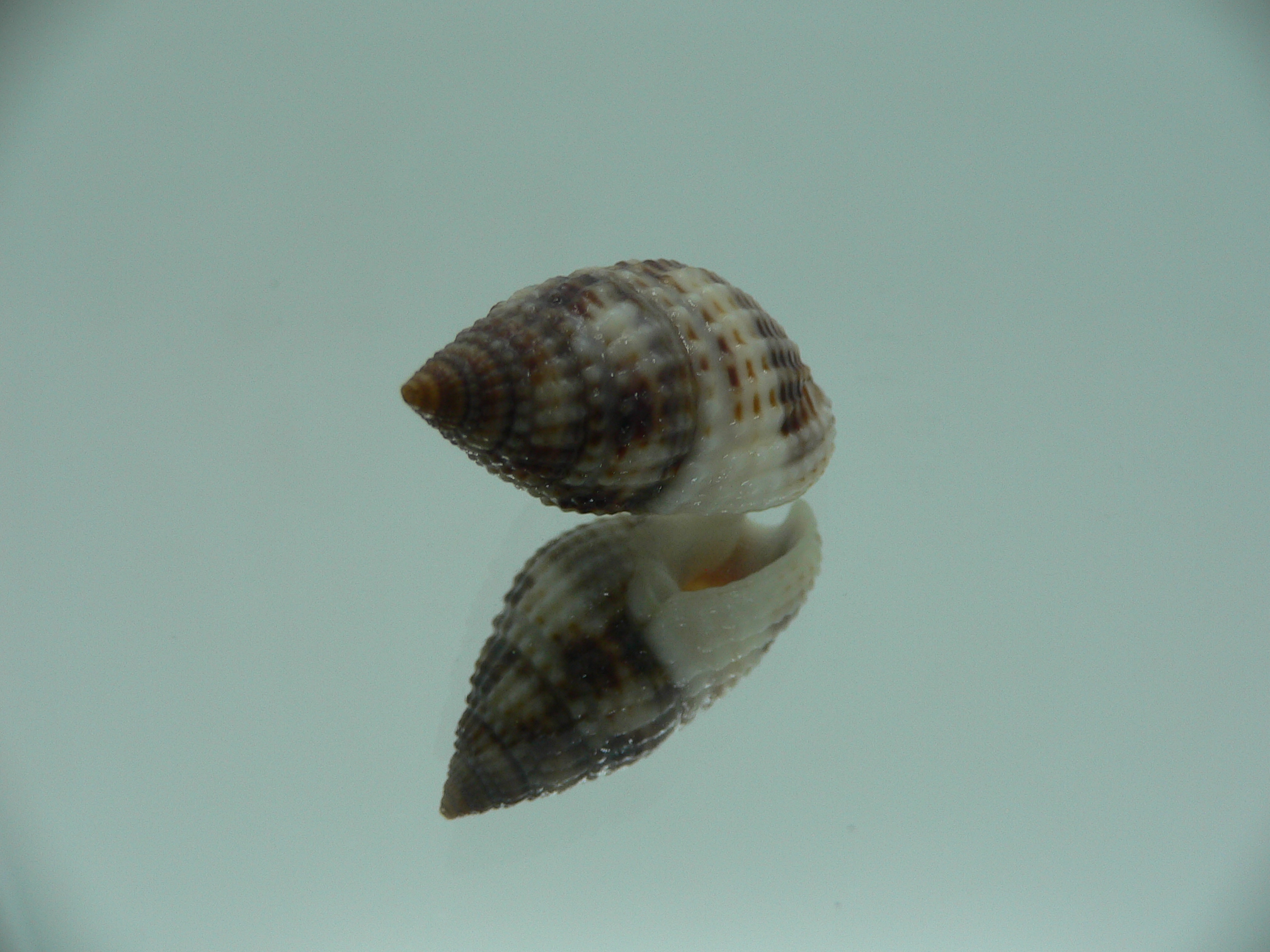 Nassarius margariteferus