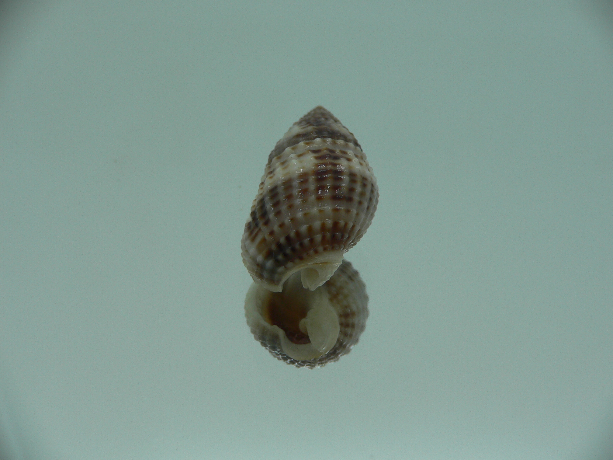 Nassarius margariteferus
