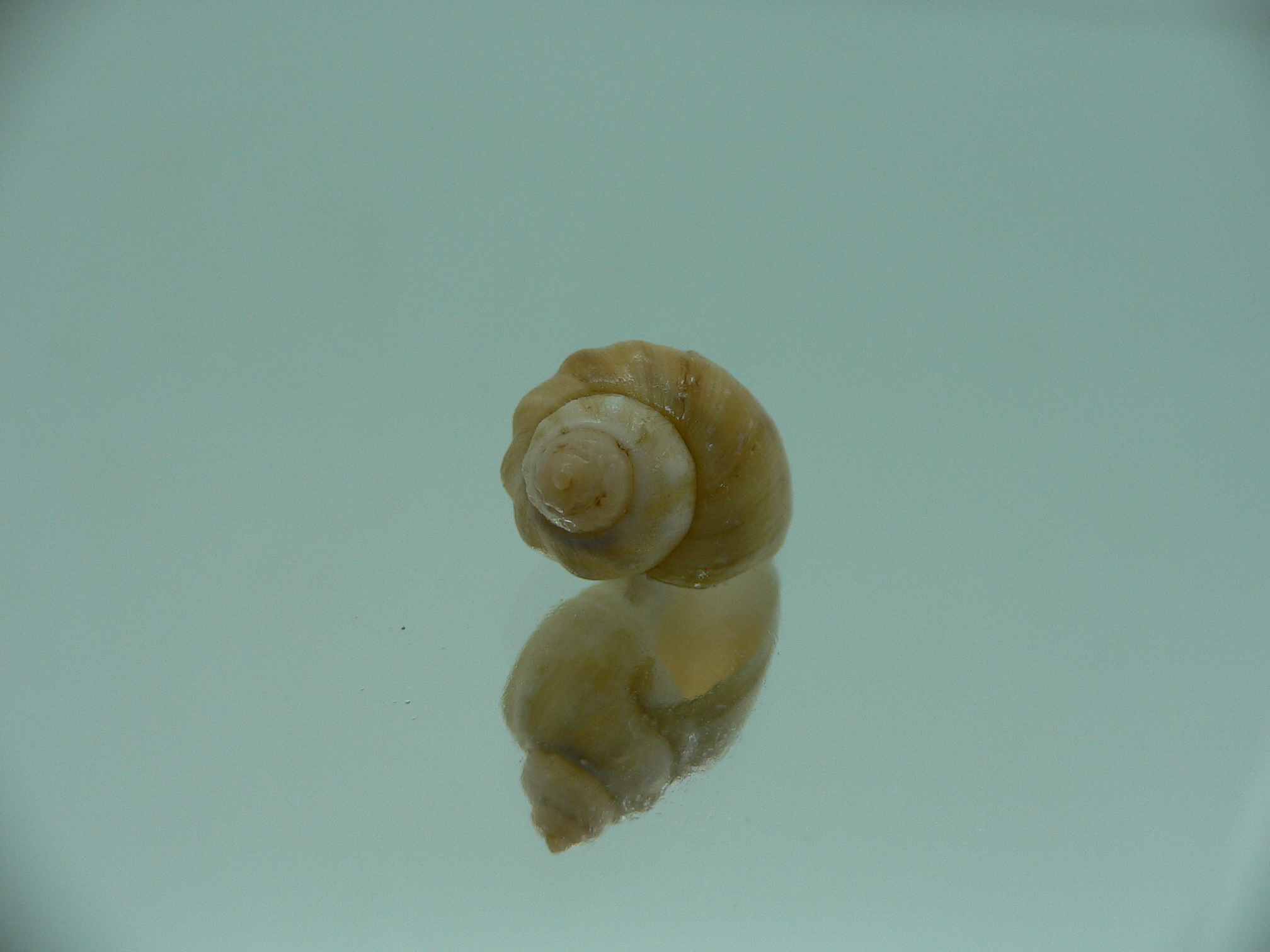 Nassodonta dorri (Oligohalinophila dorri) GIANT