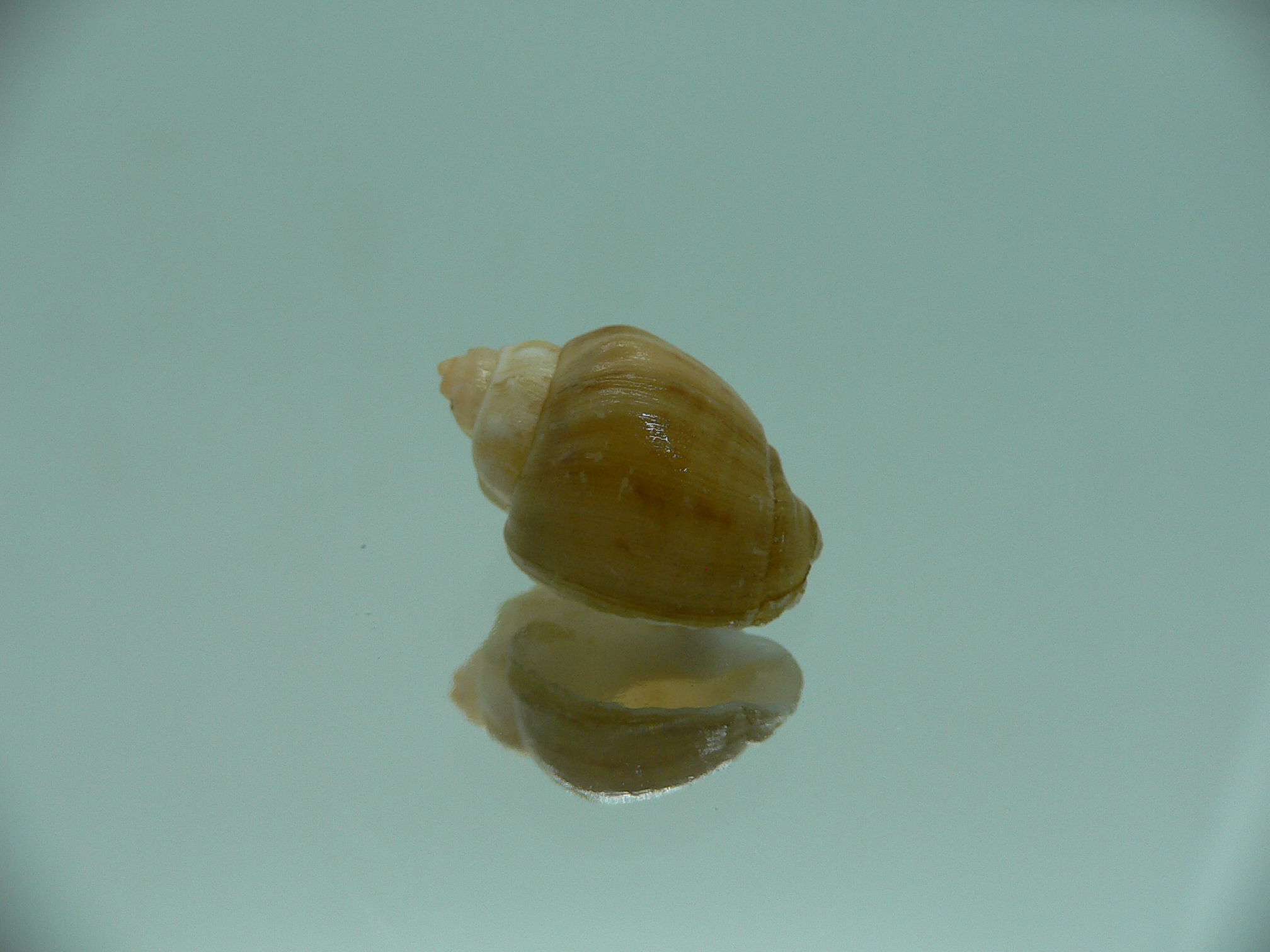 Nassodonta dorri (Oligohalinophila dorri) GIANT