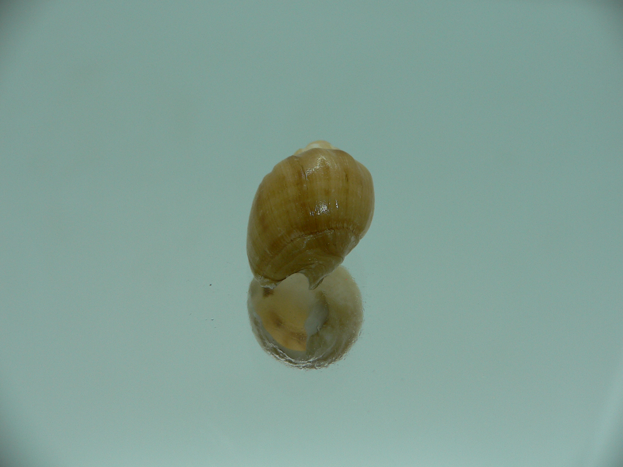 Nassodonta dorri (Oligohalinophila dorri) GIANT