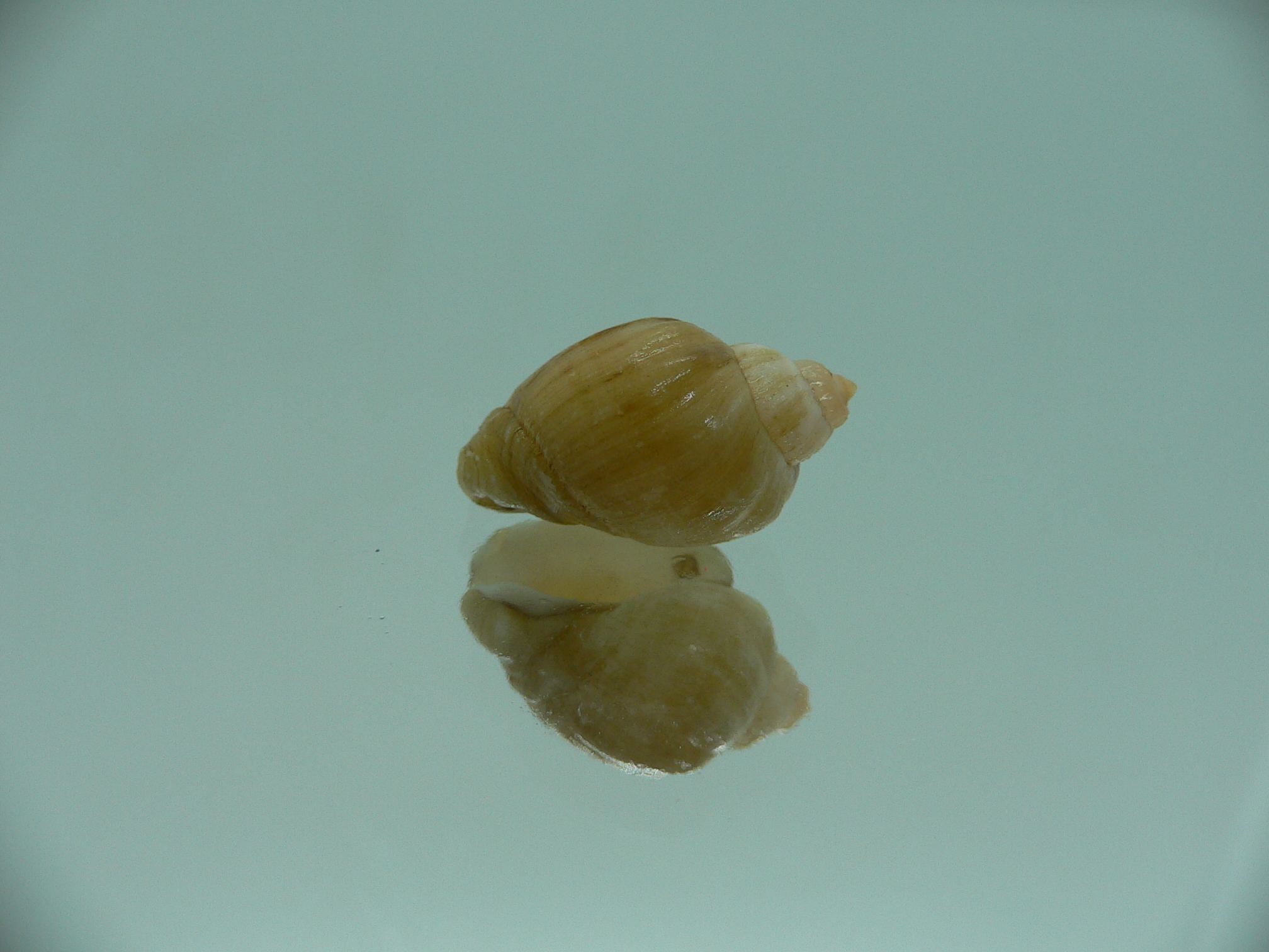 Nassodonta dorri (Oligohalinophila dorri) GIANT