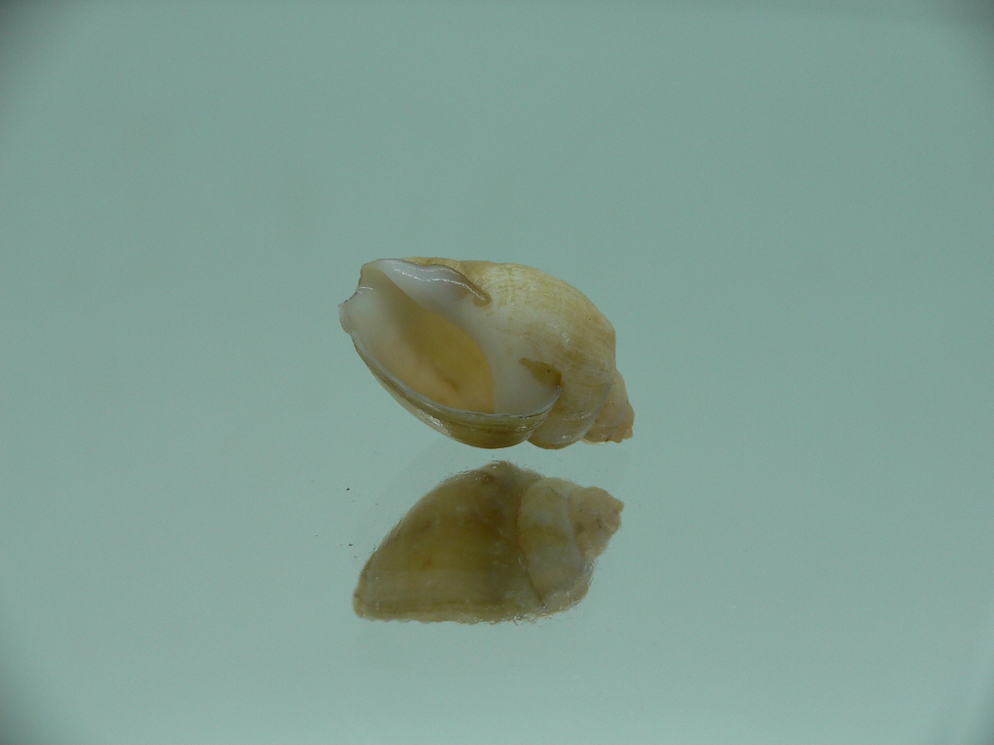 Nassodonta dorri (Oligohalinophila dorri) GIANT