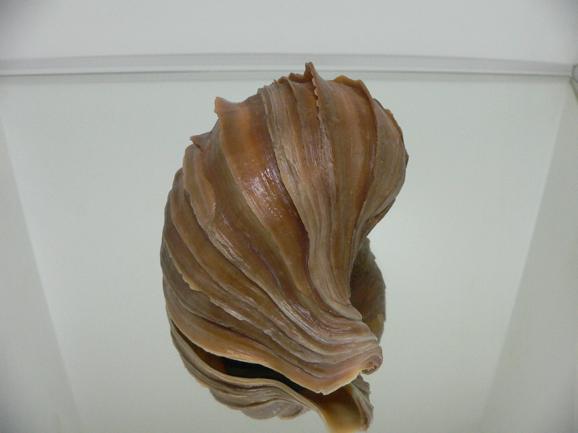 Neptunea polycostata aino WIDE & GLOBOSE