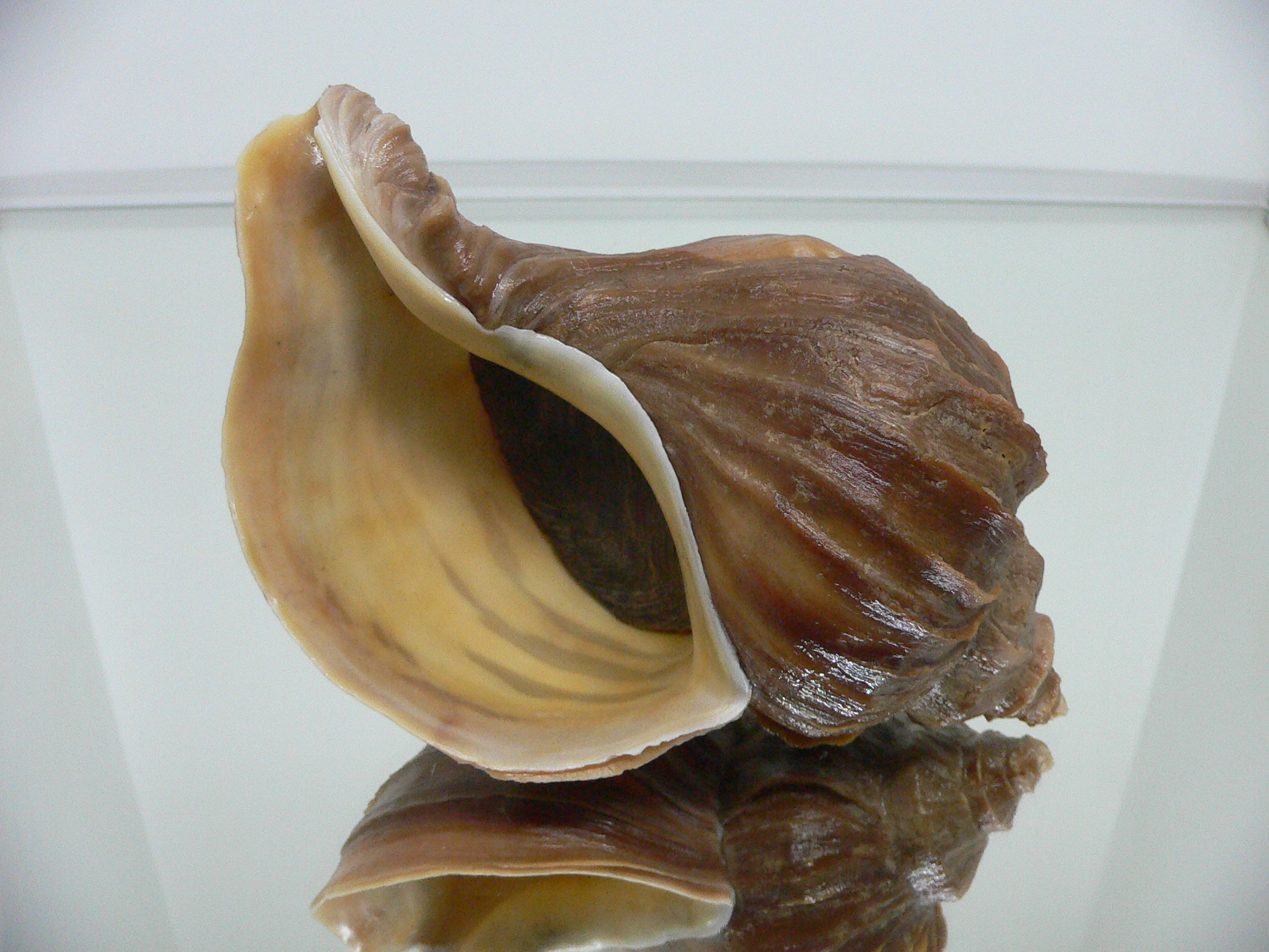 Neptunea polycostata aino WIDE & GLOBOSE
