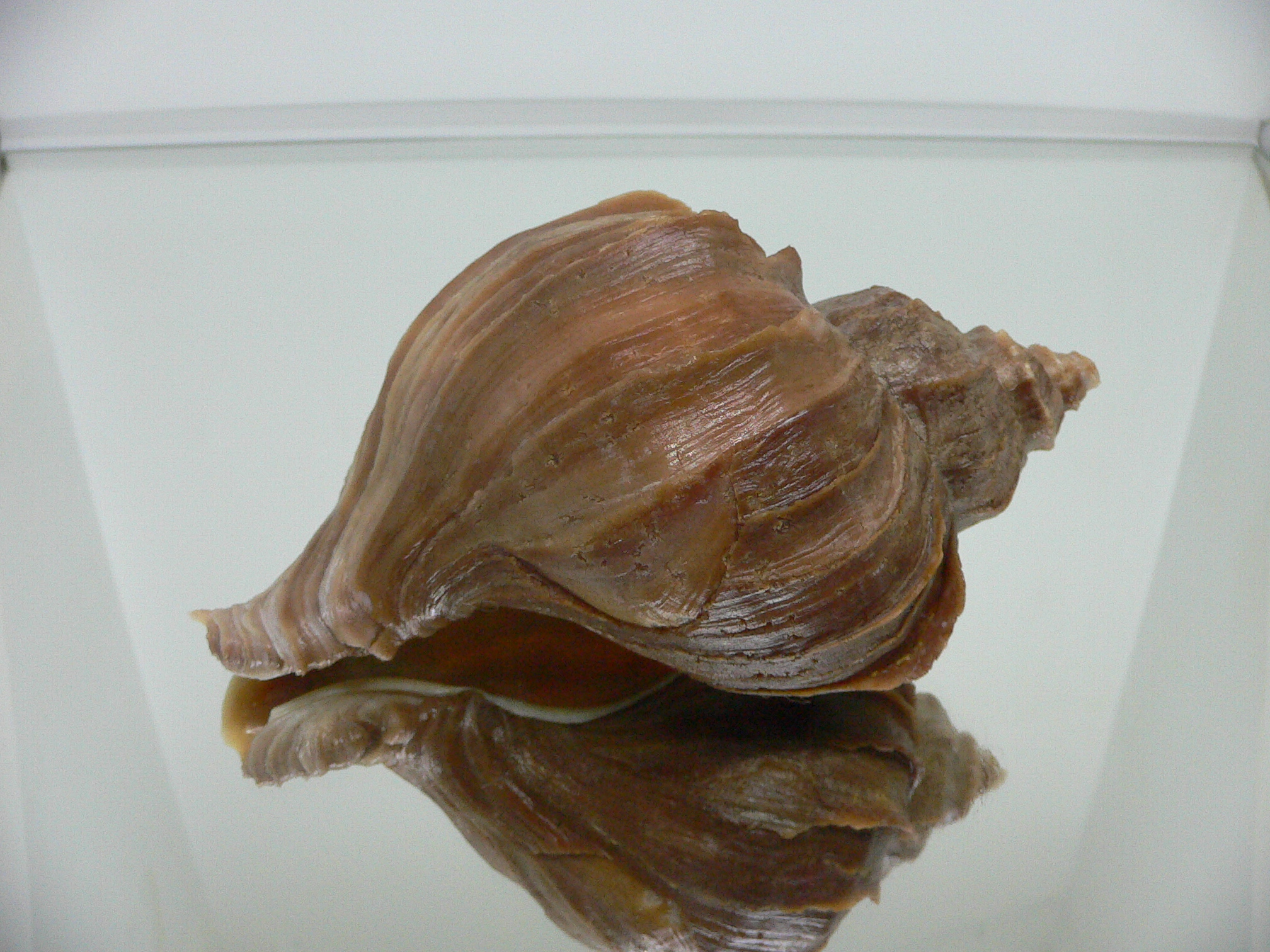 Neptunea polycostata aino WIDE & GLOBOSE