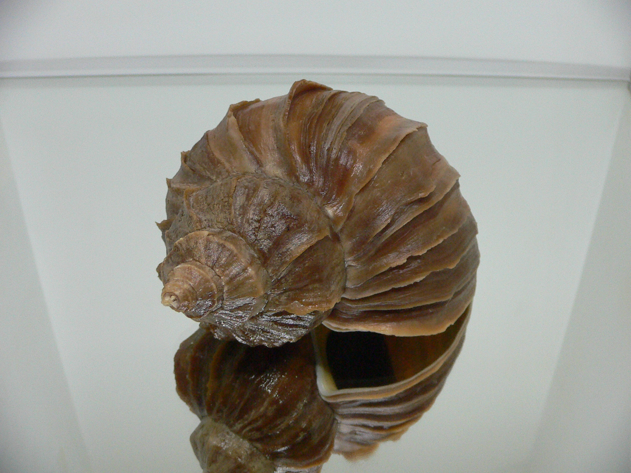 Neptunea polycostata aino WIDE & GLOBOSE