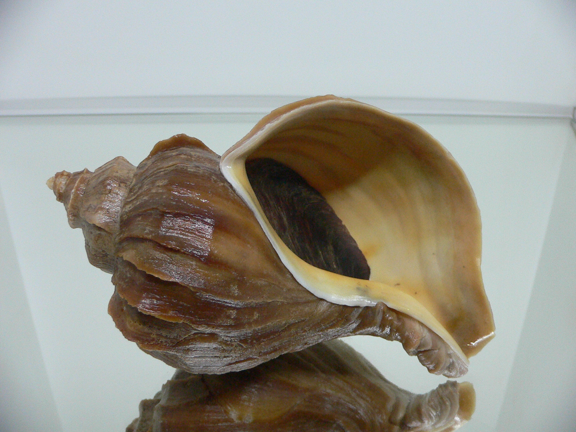 Neptunea polycostata aino WIDE & GLOBOSE