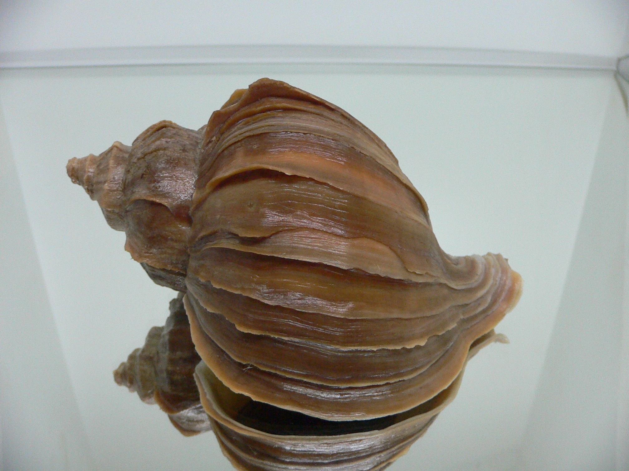 Neptunea polycostata aino WIDE & GLOBOSE