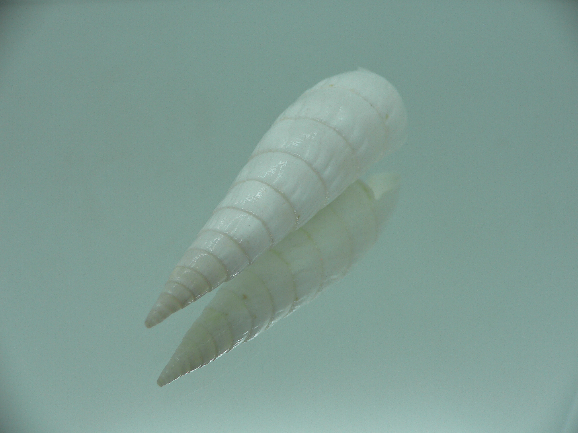 Rhinoclavis fasciata BIG & ALBINO