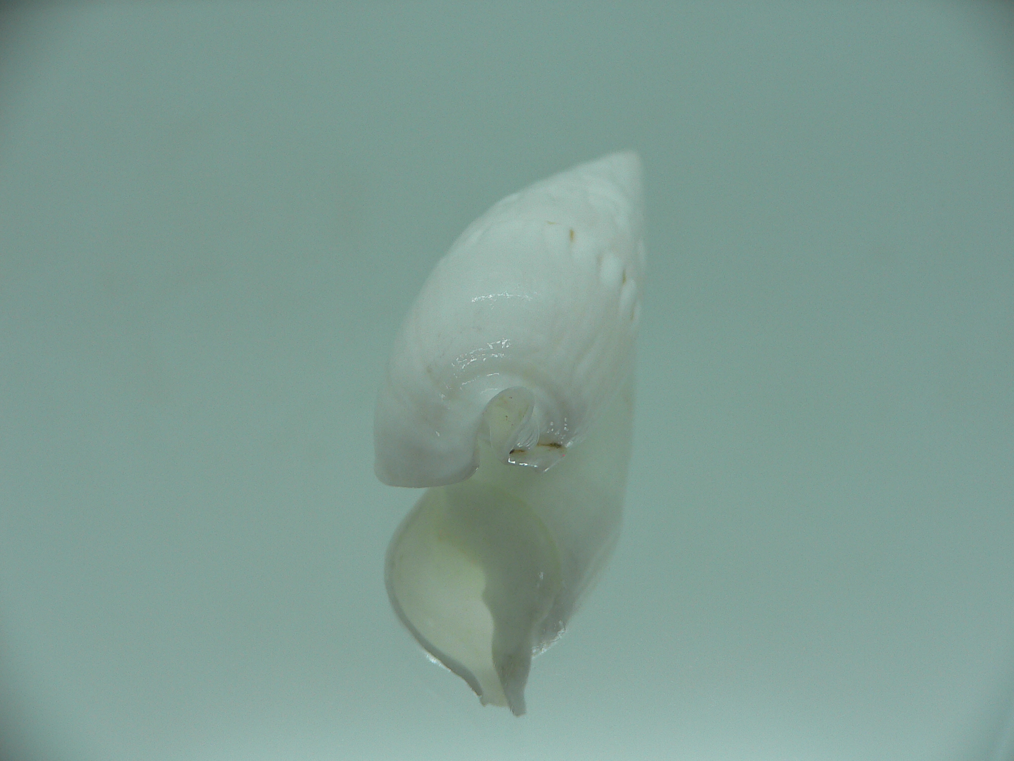 Rhinoclavis fasciata BIG & ALBINO