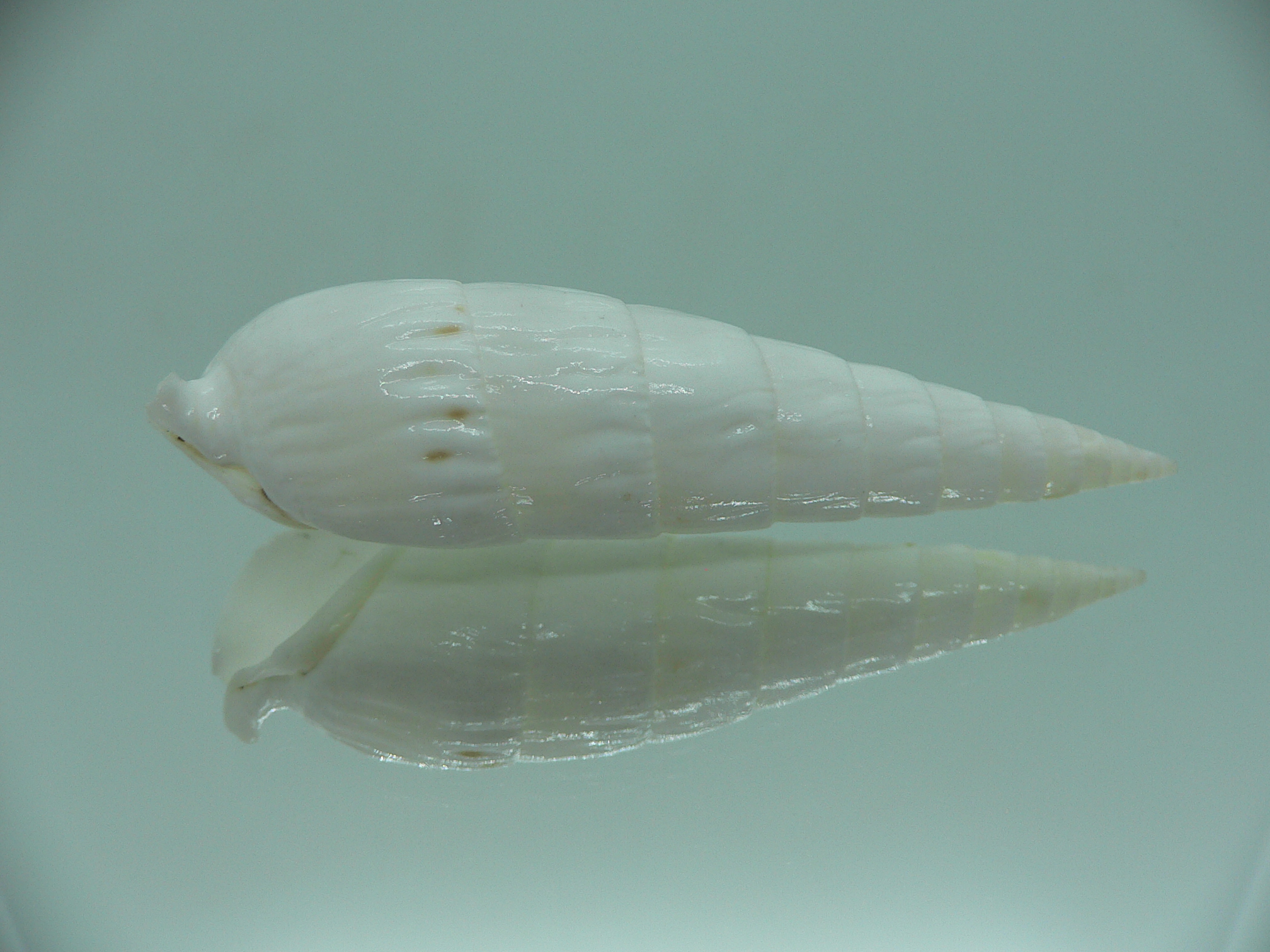 Rhinoclavis fasciata BIG & ALBINO