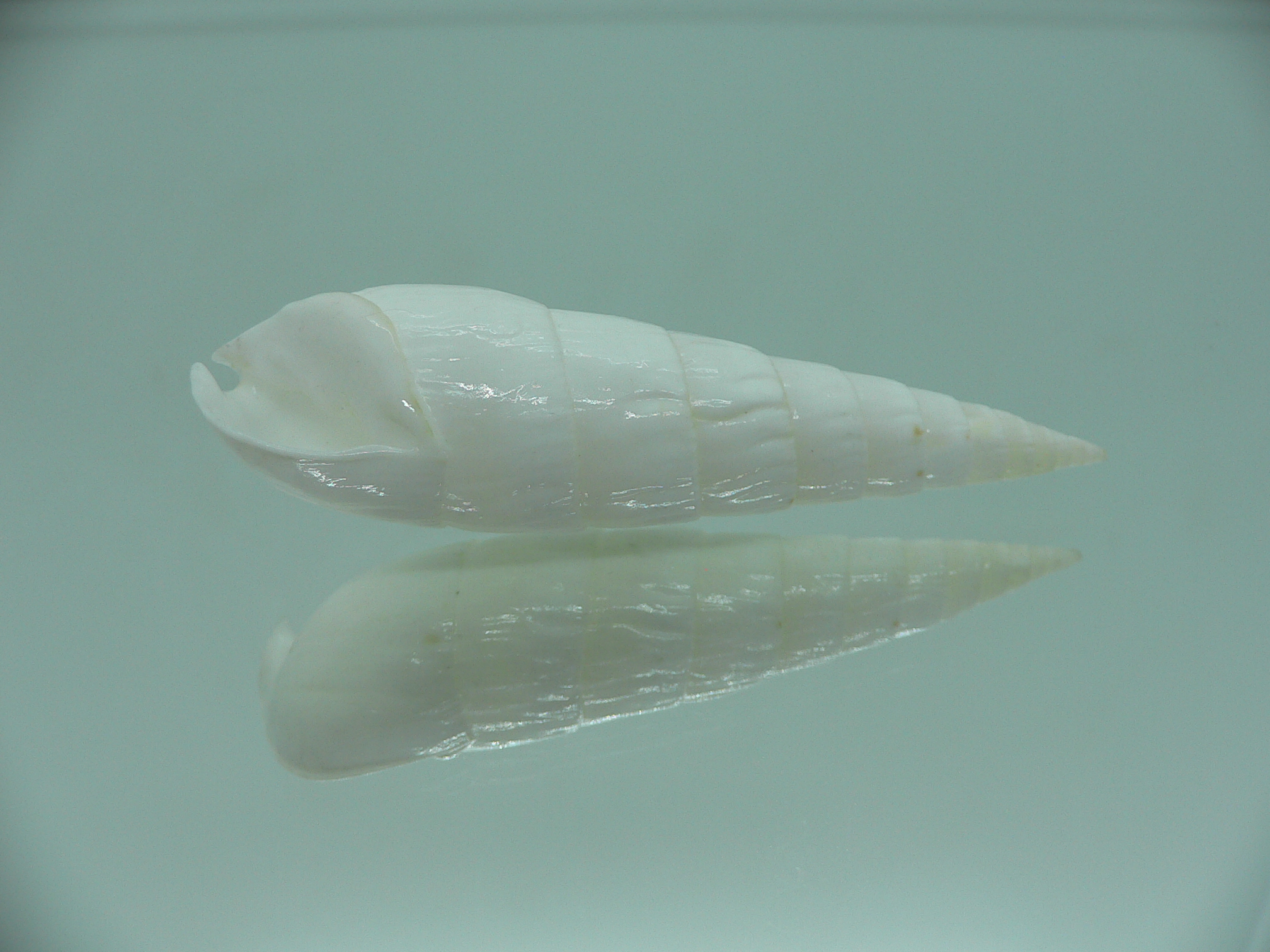 Rhinoclavis fasciata BIG & ALBINO