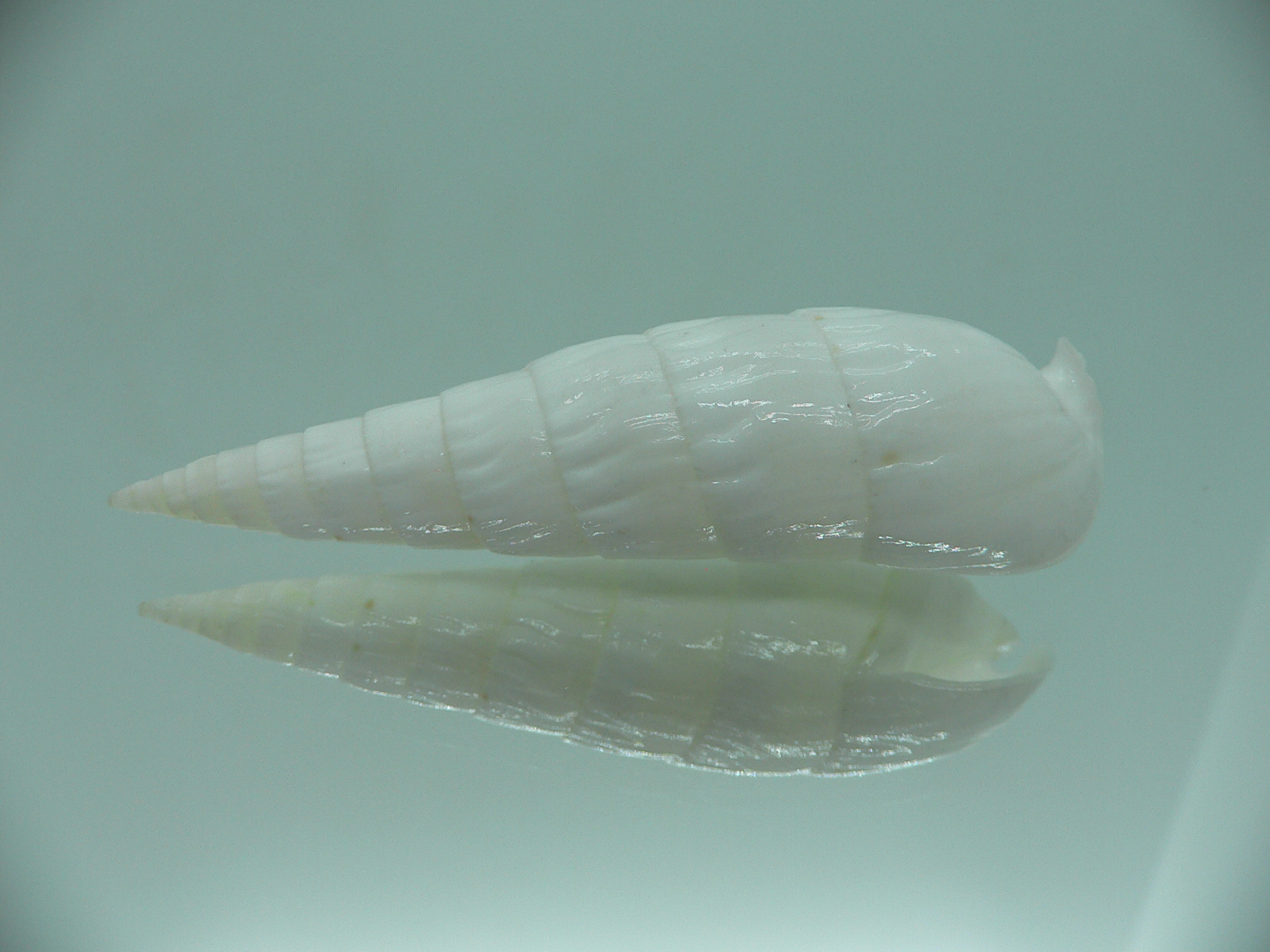 Rhinoclavis fasciata BIG & ALBINO