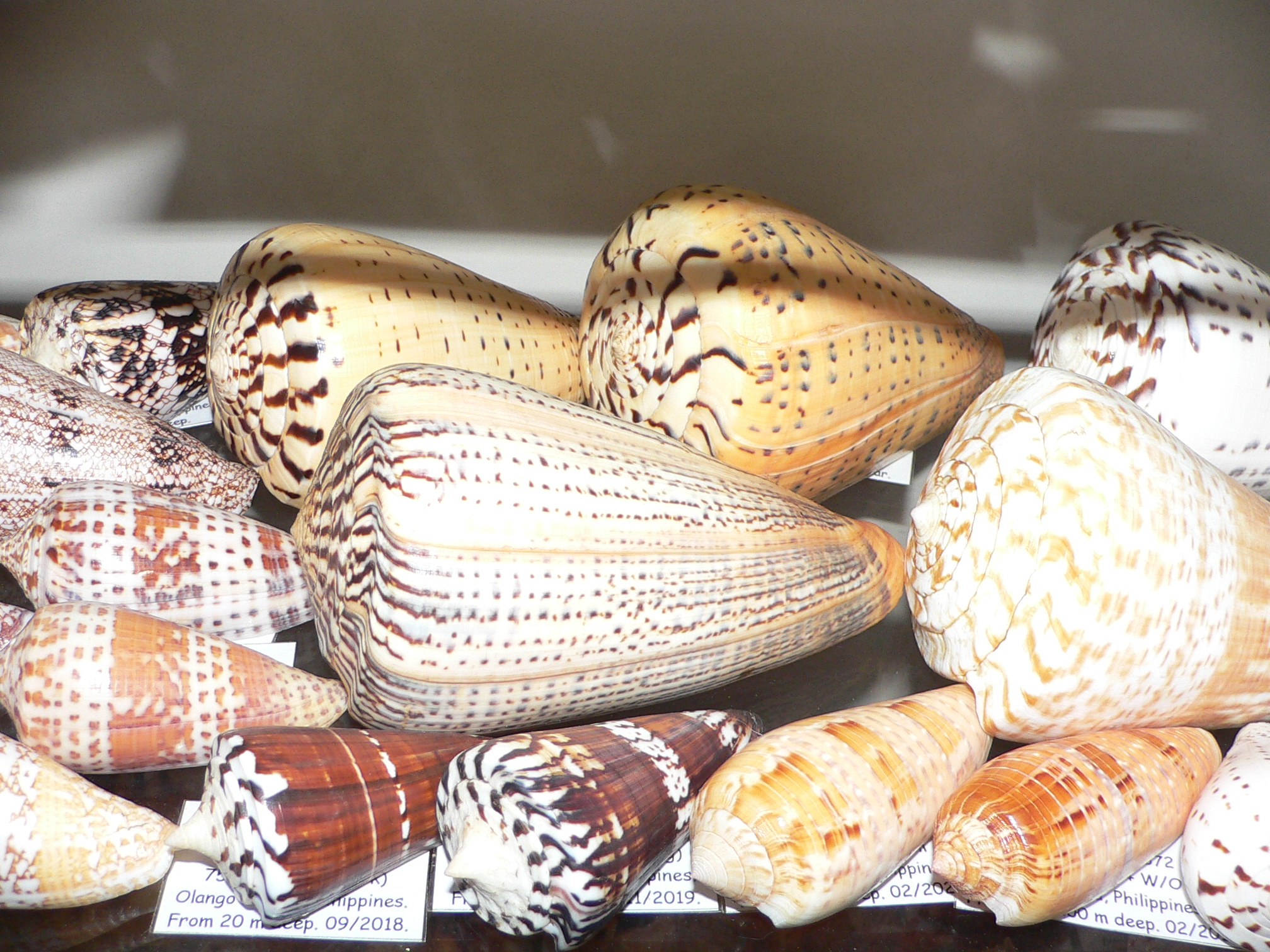 Conus dusaveli VERY BIG