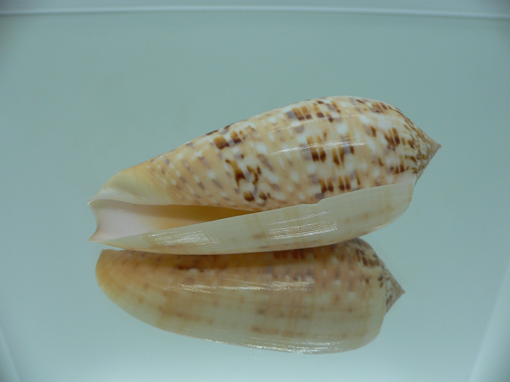 Conus dusaveli VERY BIG