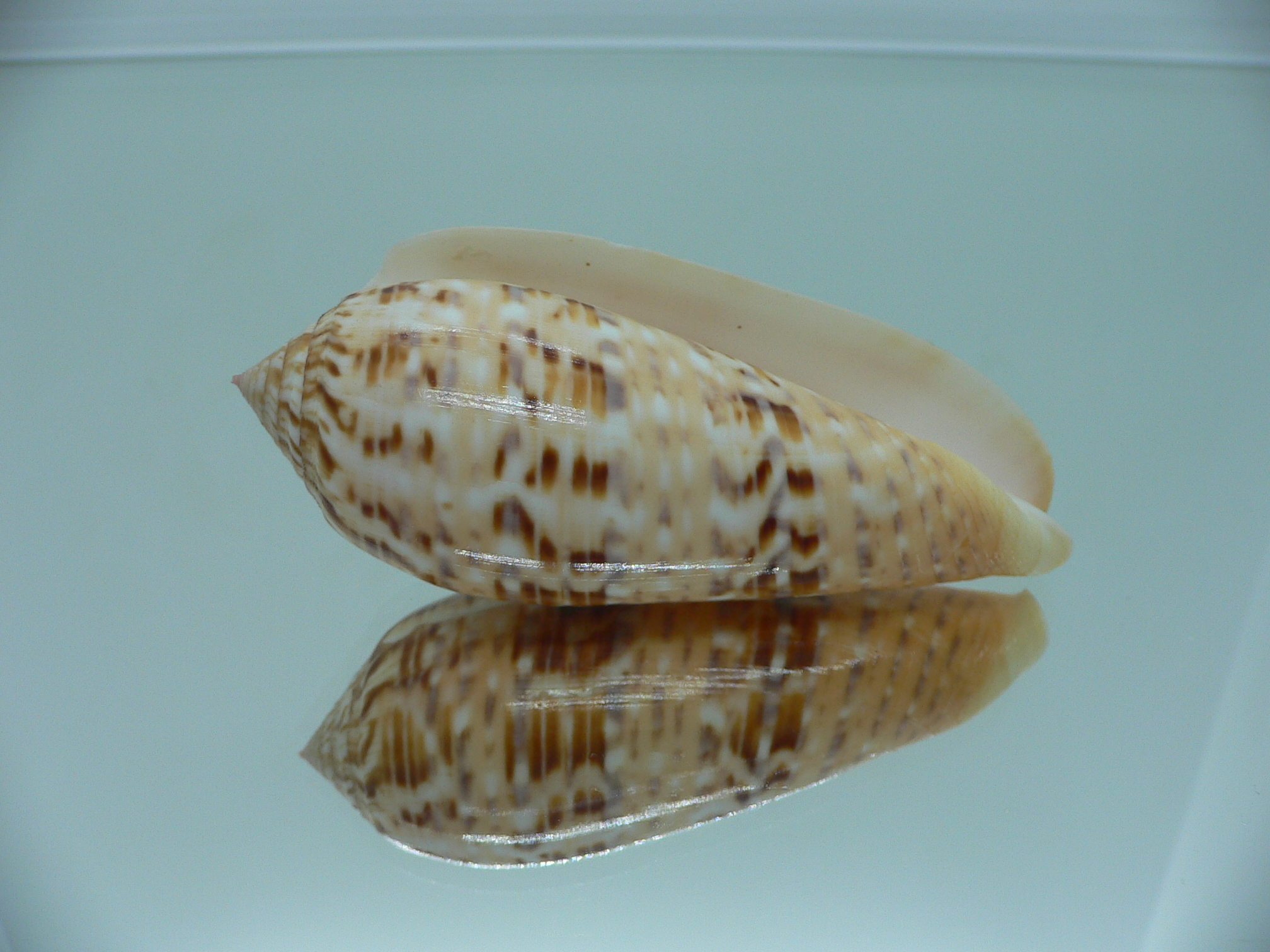 Conus dusaveli VERY BIG