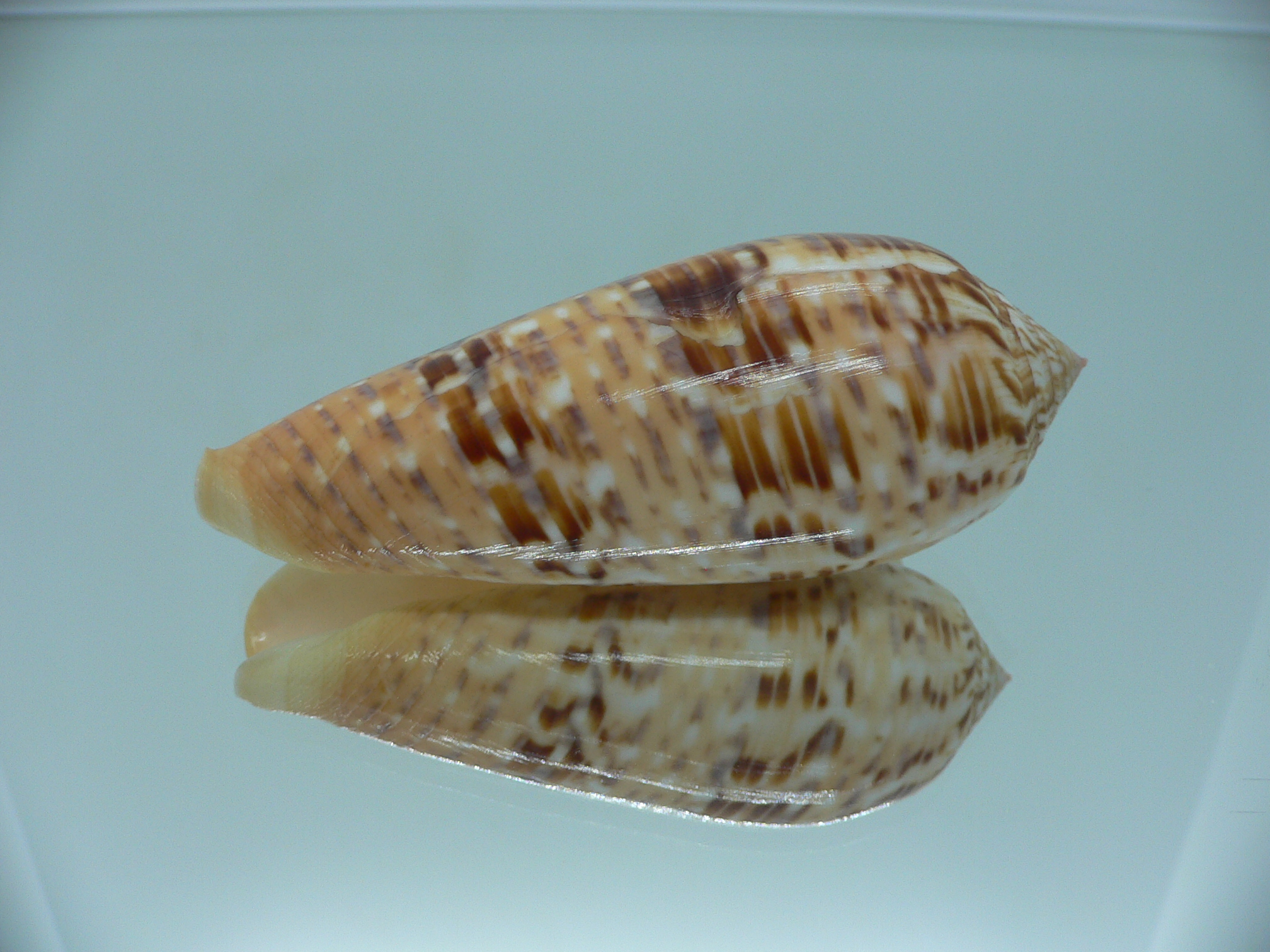 Conus dusaveli VERY BIG