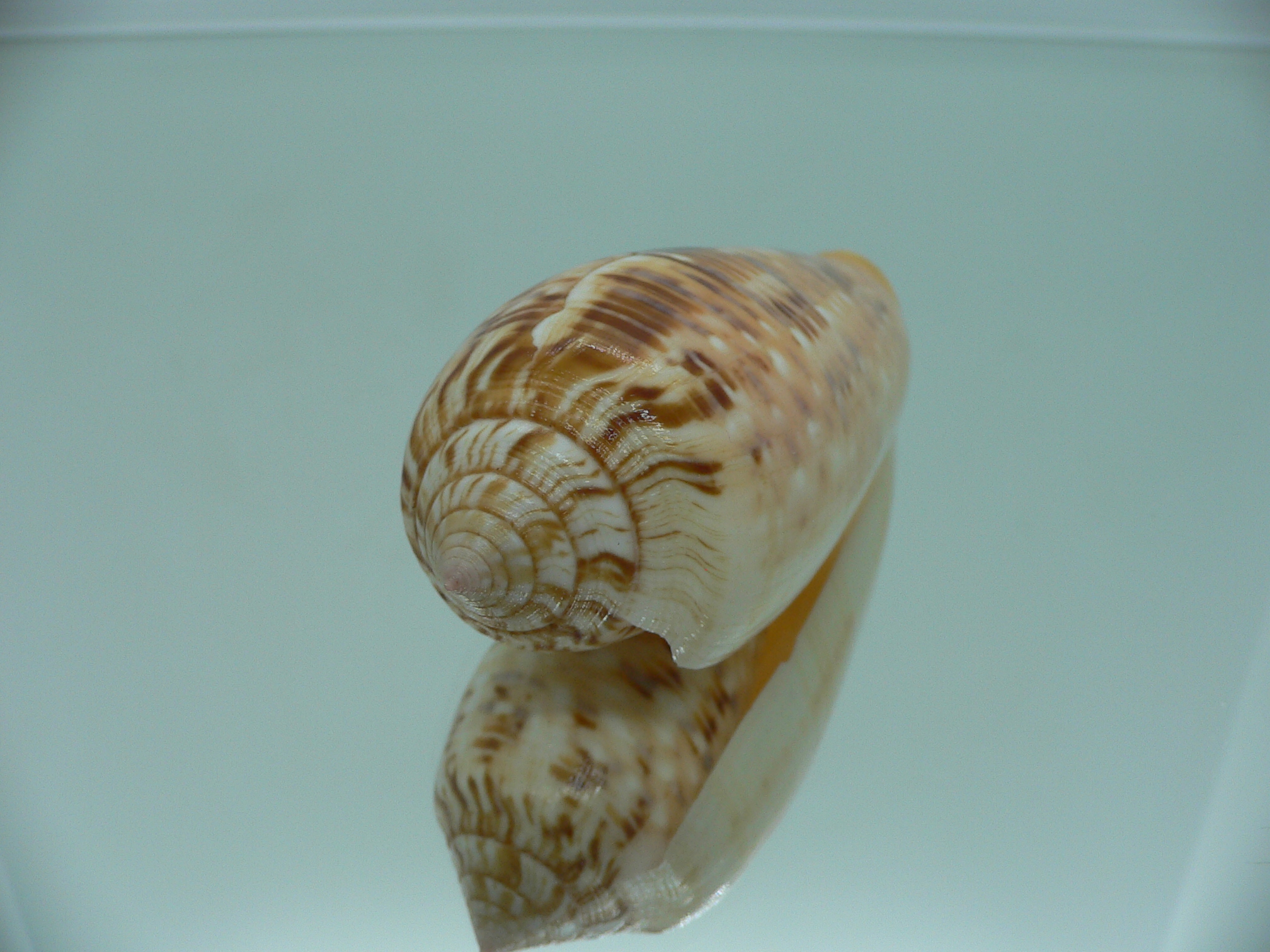 Conus dusaveli VERY BIG