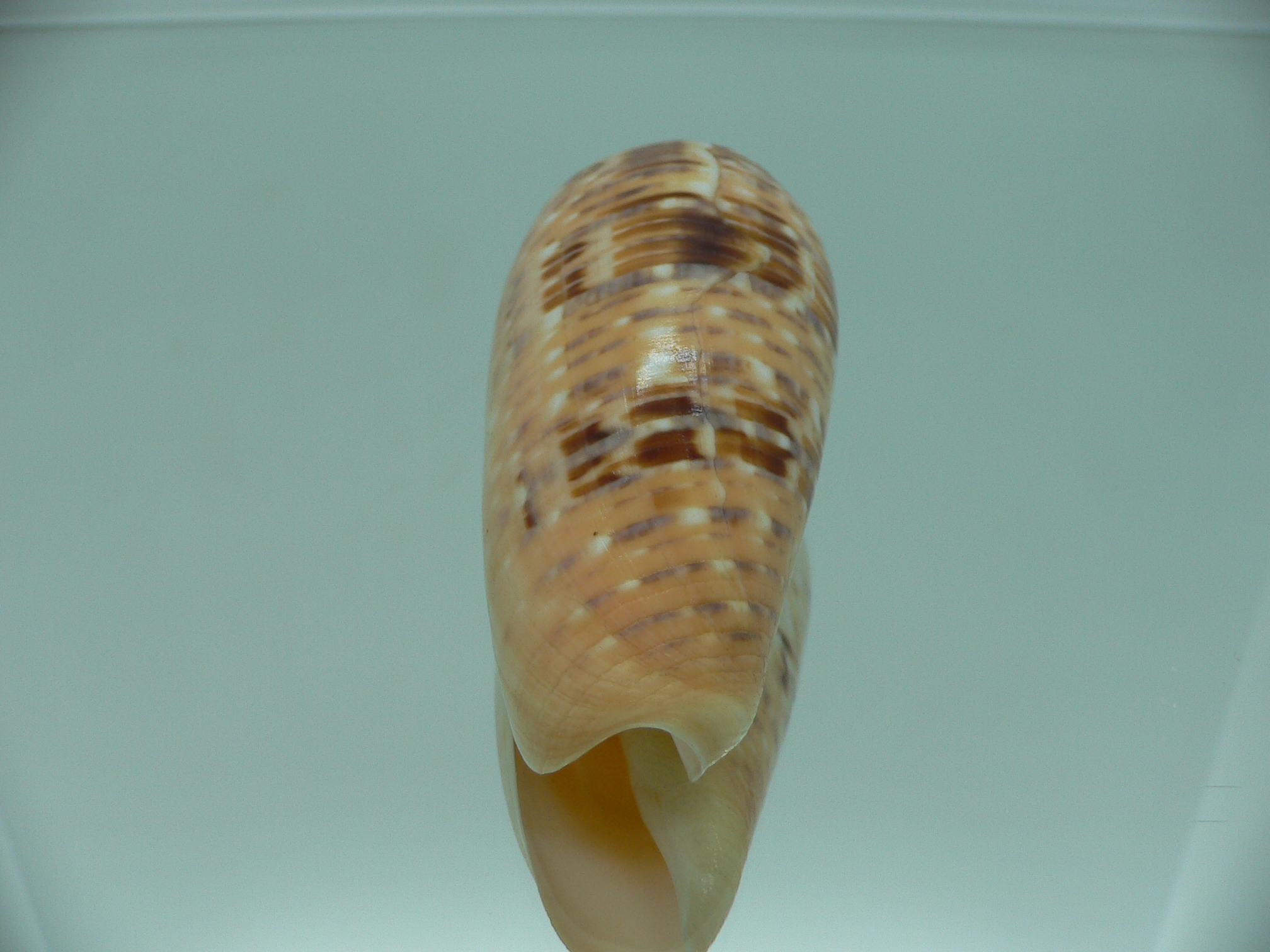 Conus dusaveli VERY BIG