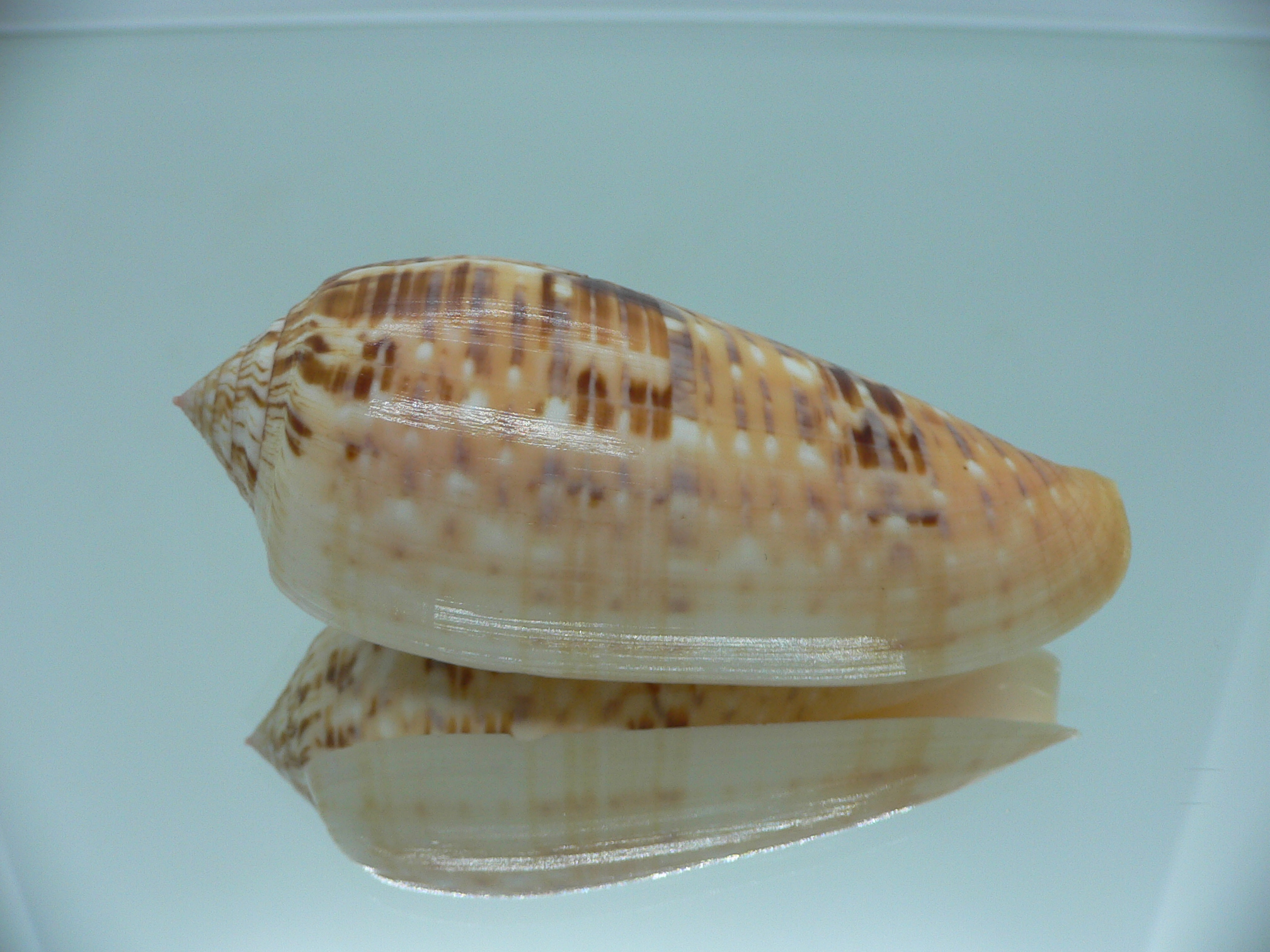 Conus dusaveli VERY BIG