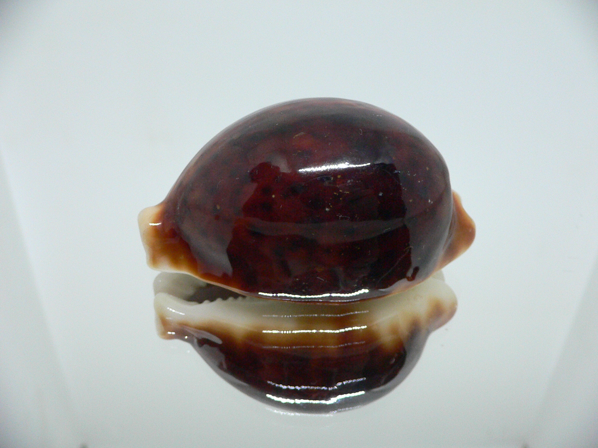 Cypraea pantherina funebralis (var.) SUPER DARK