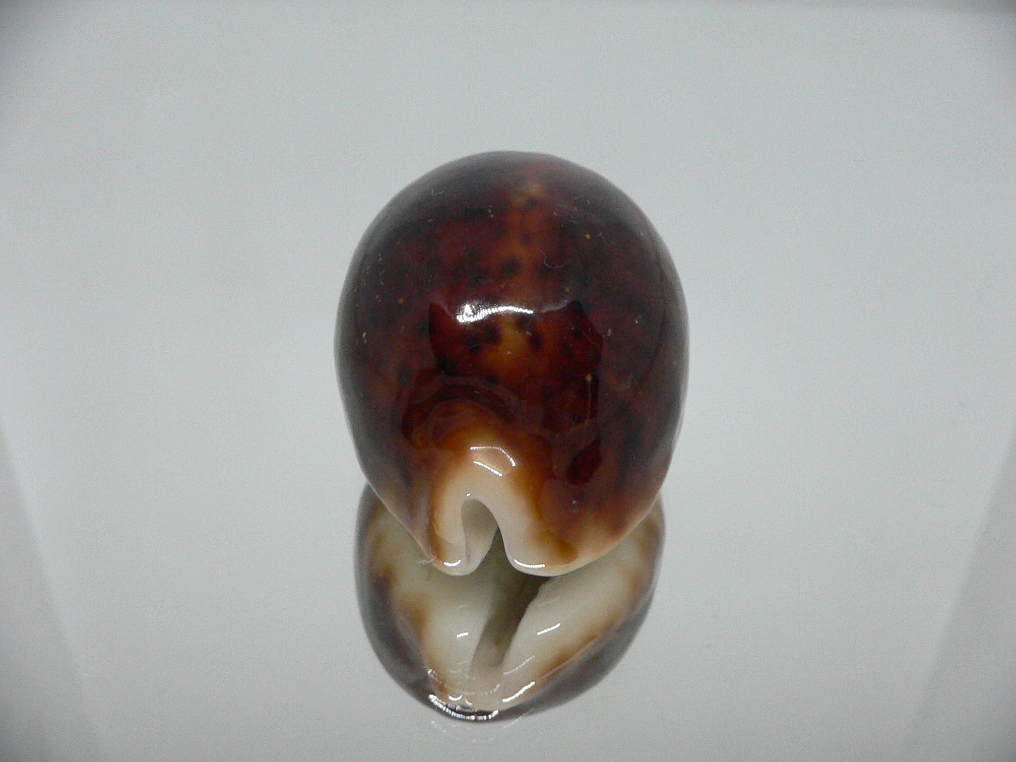 Cypraea pantherina funebralis (var.) SUPER DARK