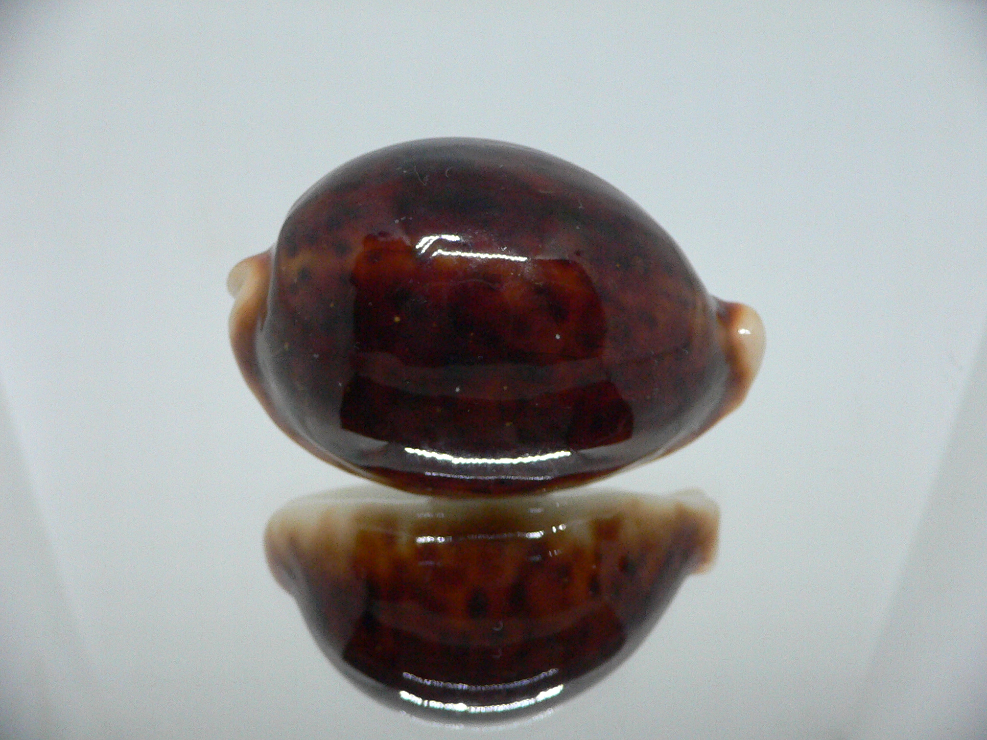 Cypraea pantherina funebralis (var.) SUPER DARK