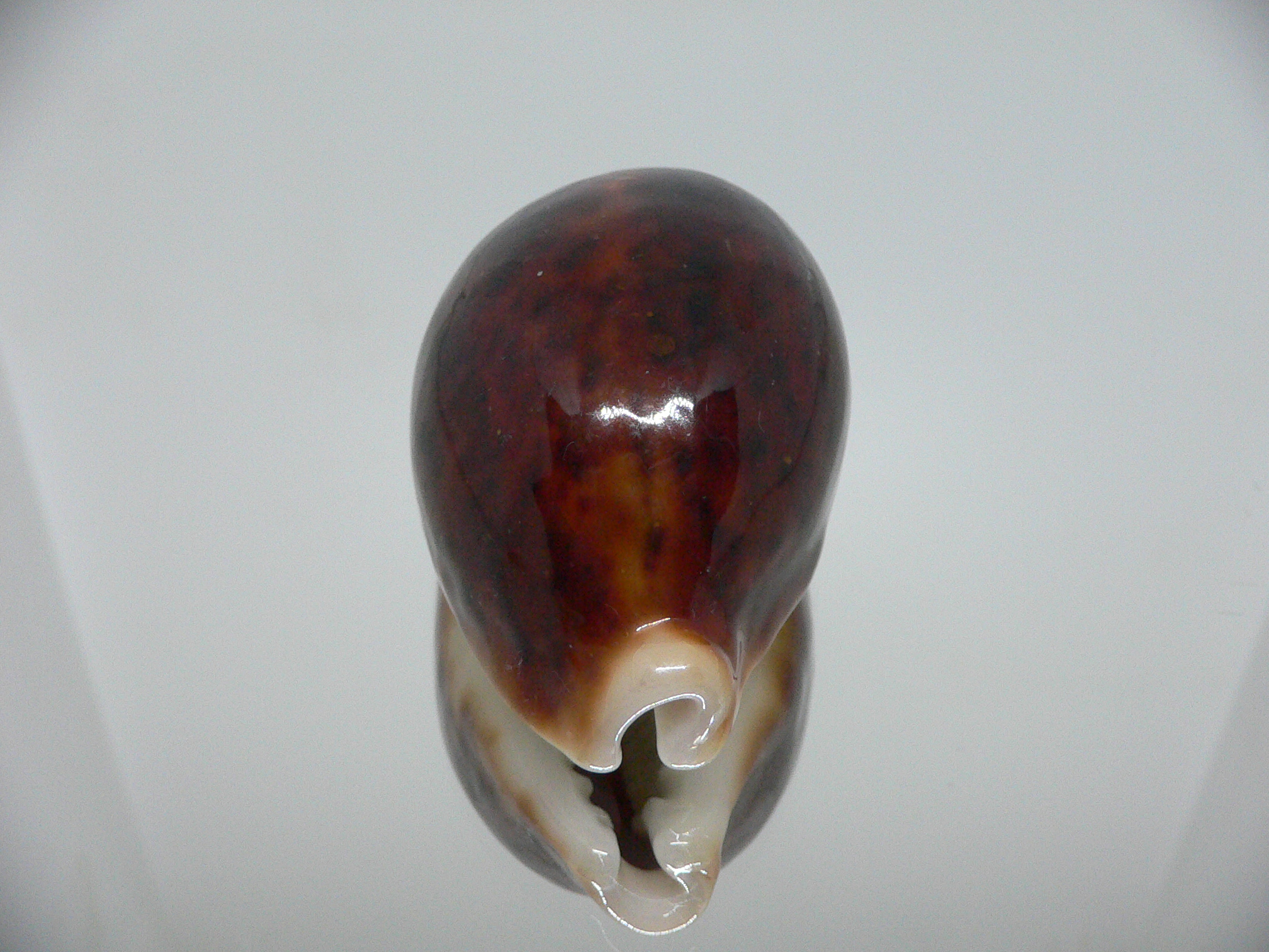 Cypraea pantherina funebralis (var.) SUPER DARK