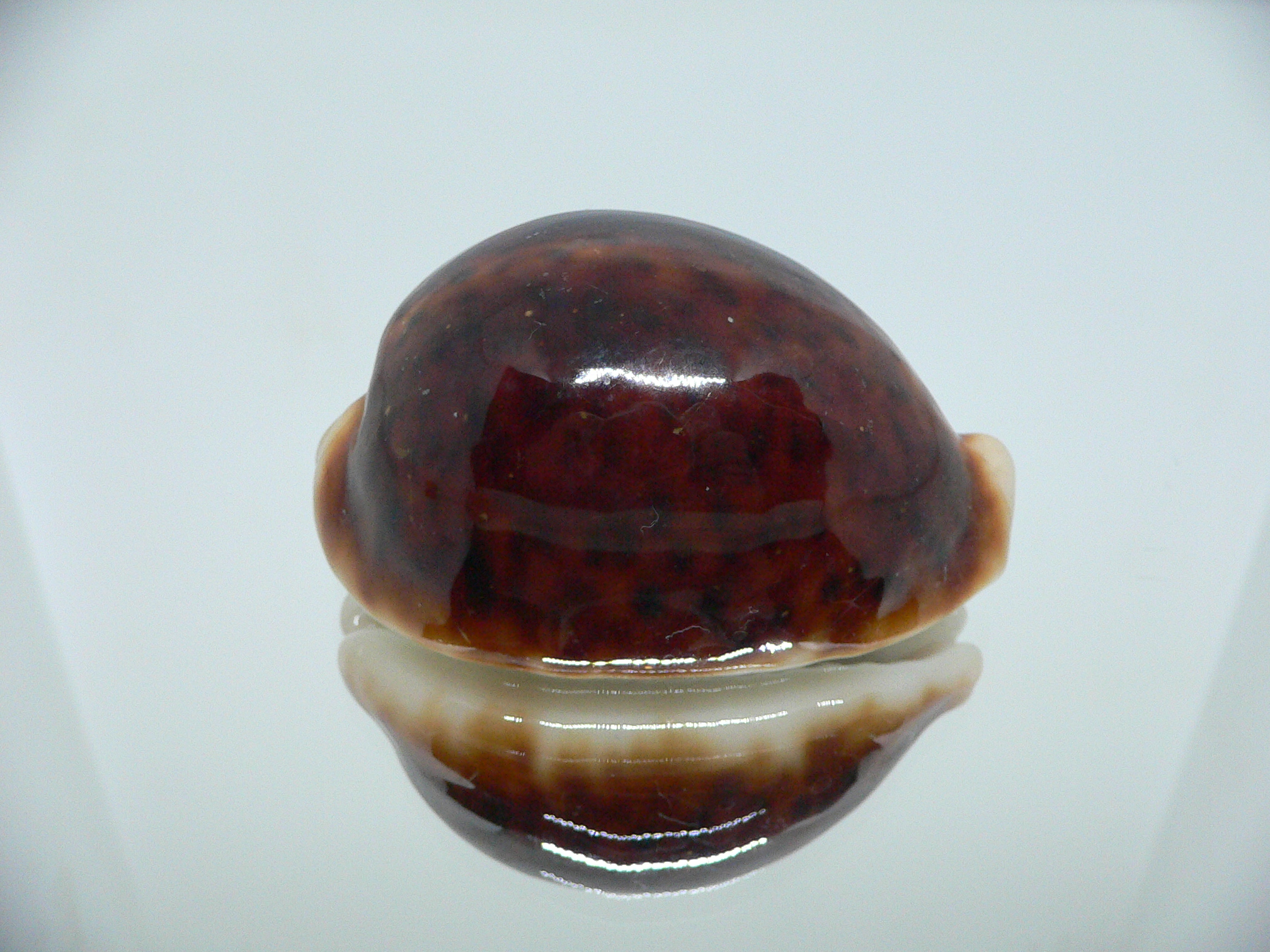 Cypraea pantherina funebralis (var.) SUPER DARK
