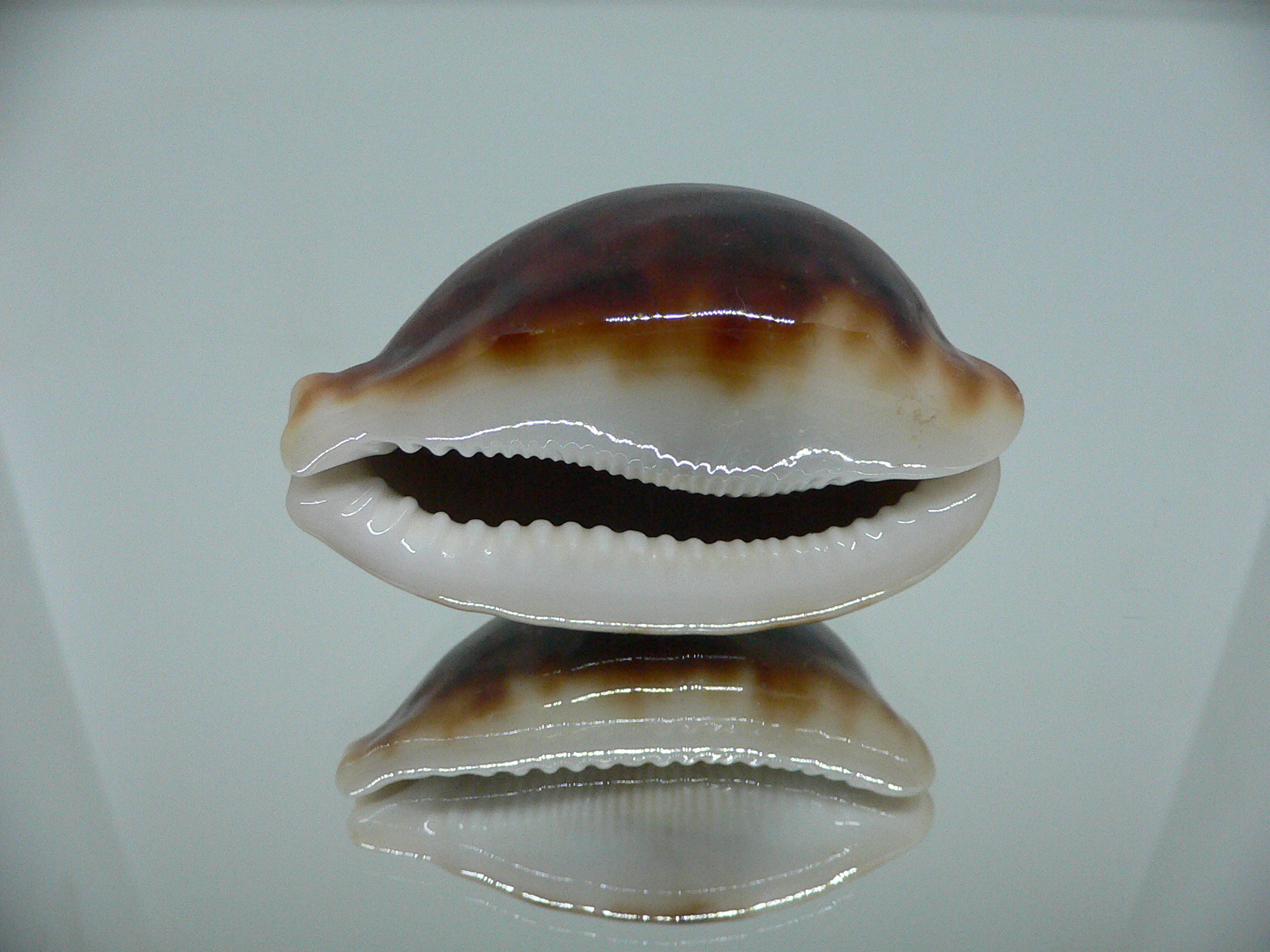 Cypraea pantherina funebralis (var.) SUPER DARK