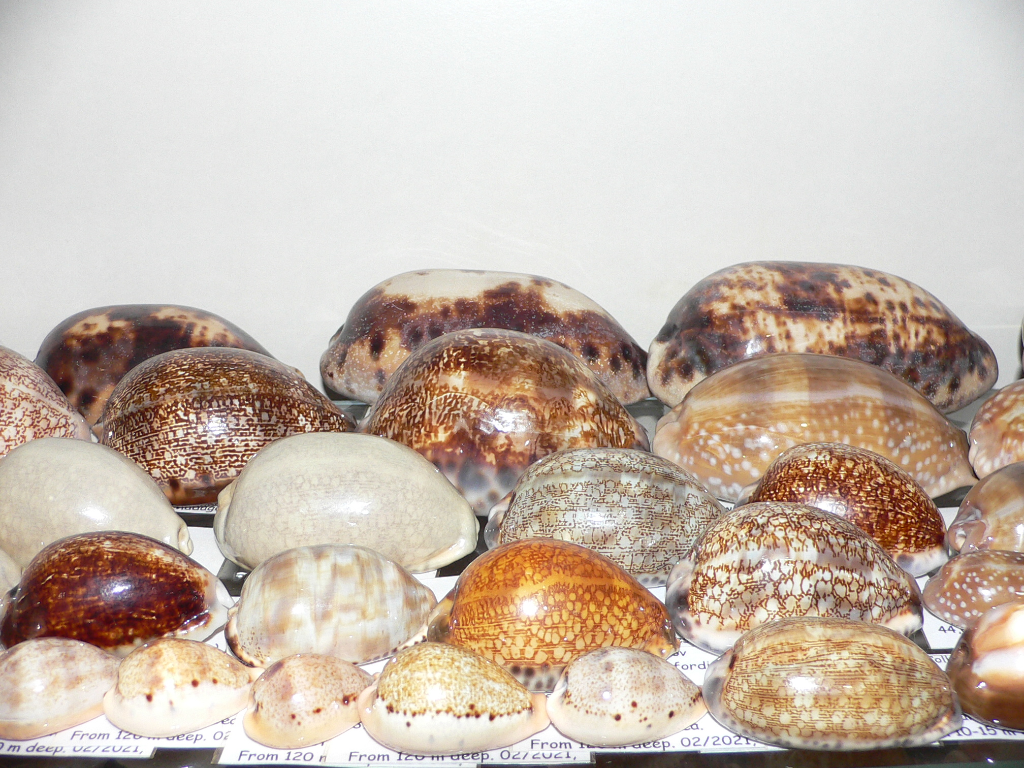 Cypraea pantherina funebralis (var.) SUPER DARK