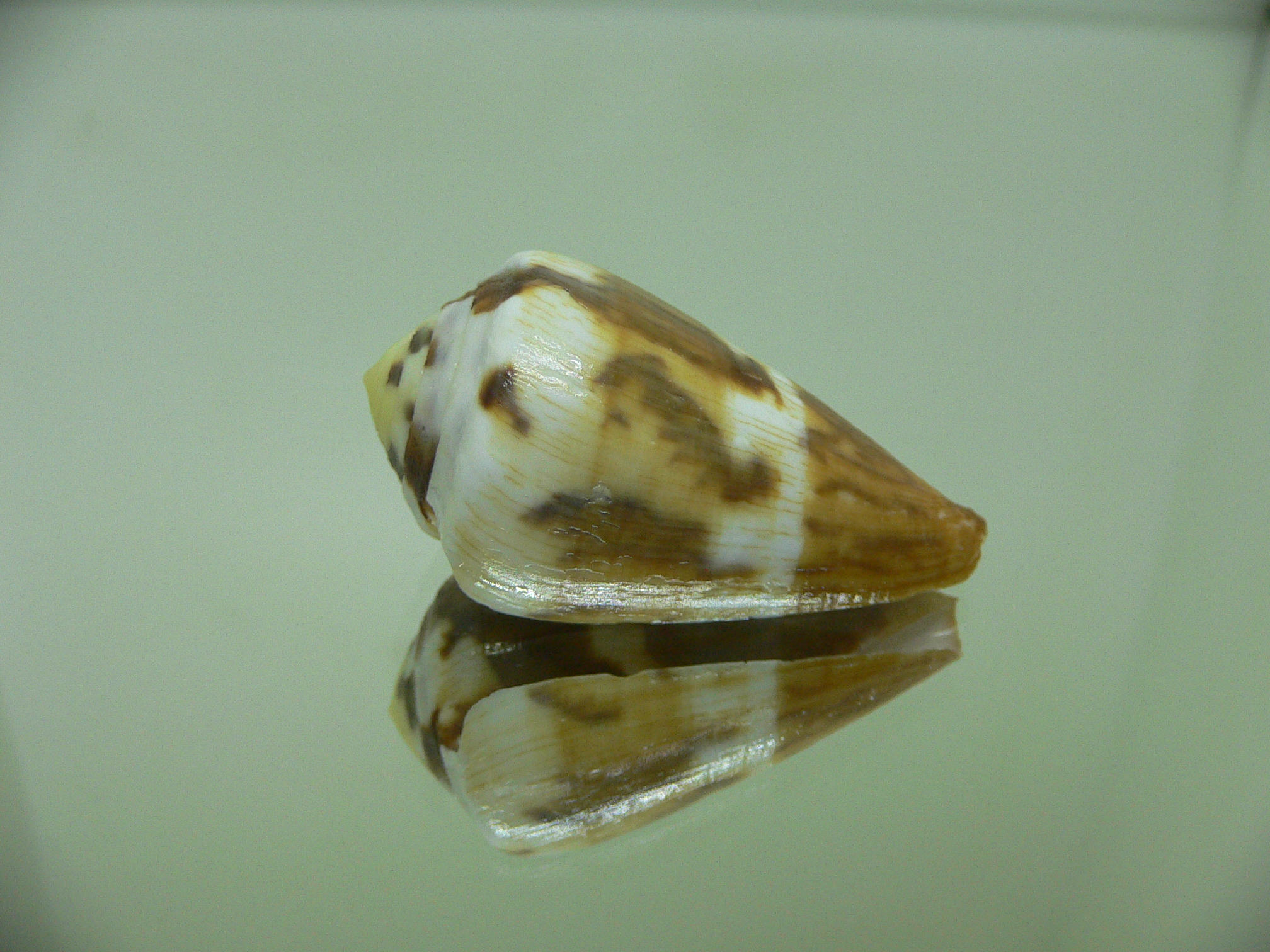 Conus vexillum COLOR