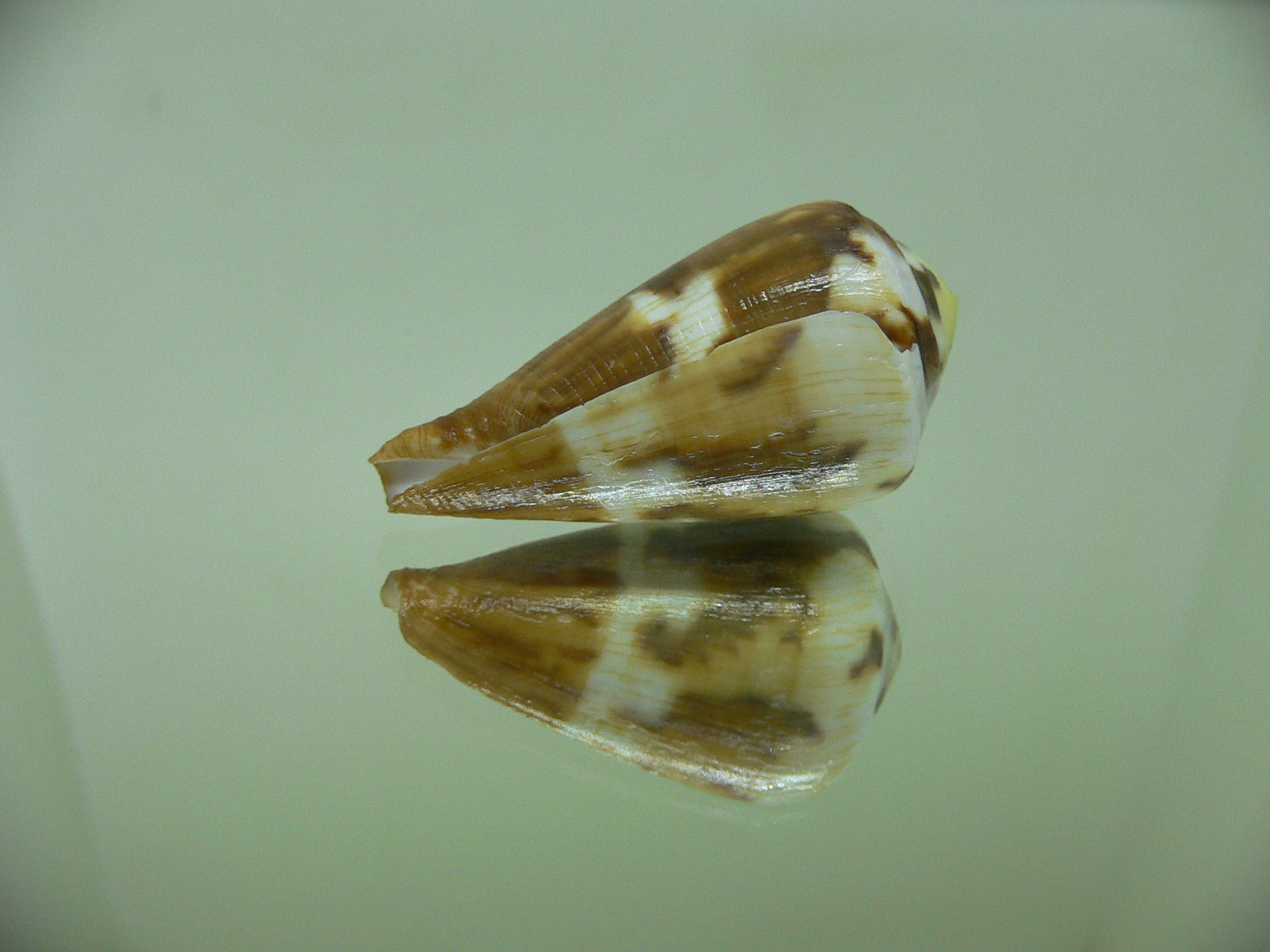 Conus vexillum COLOR