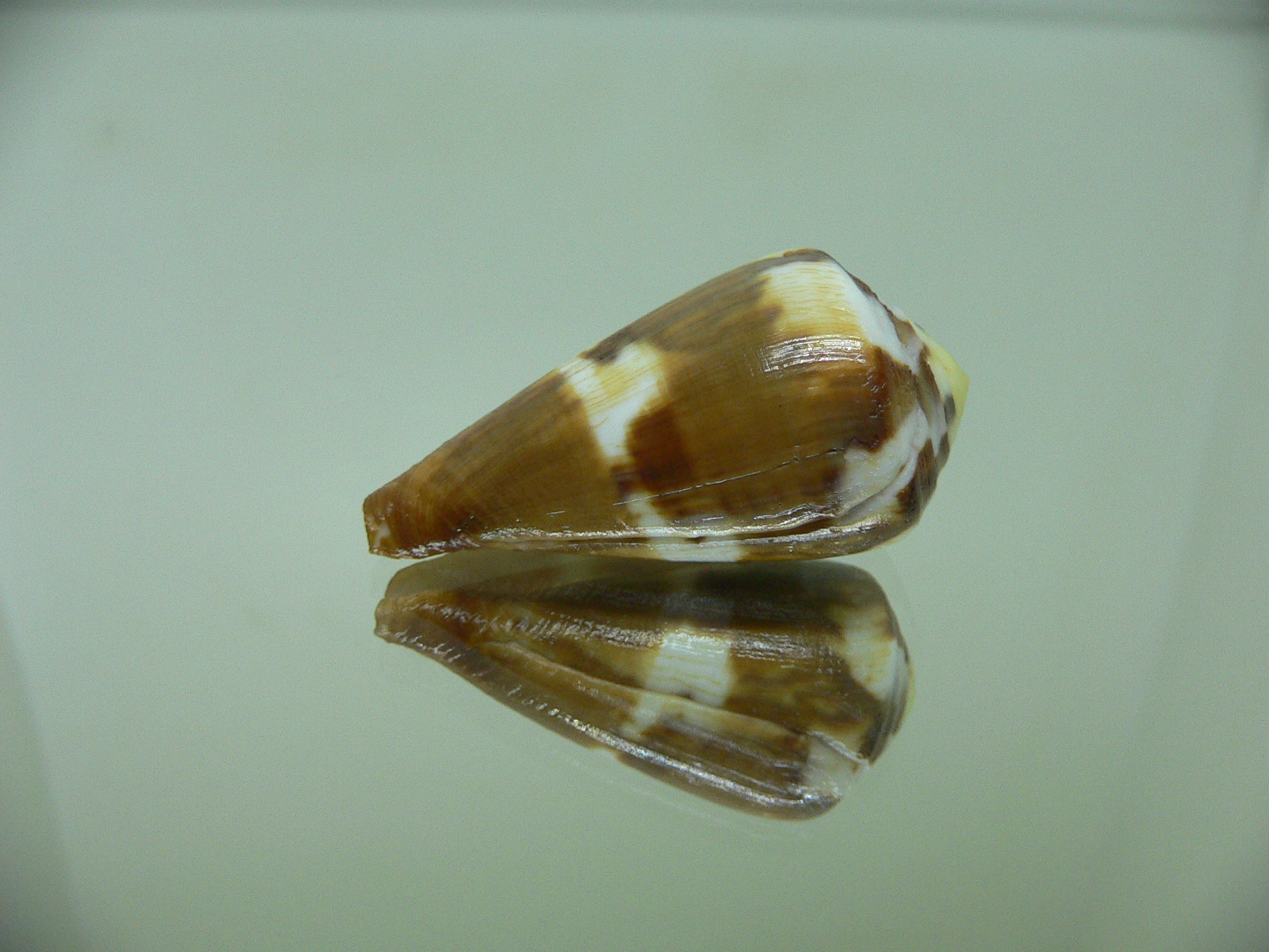 Conus vexillum COLOR