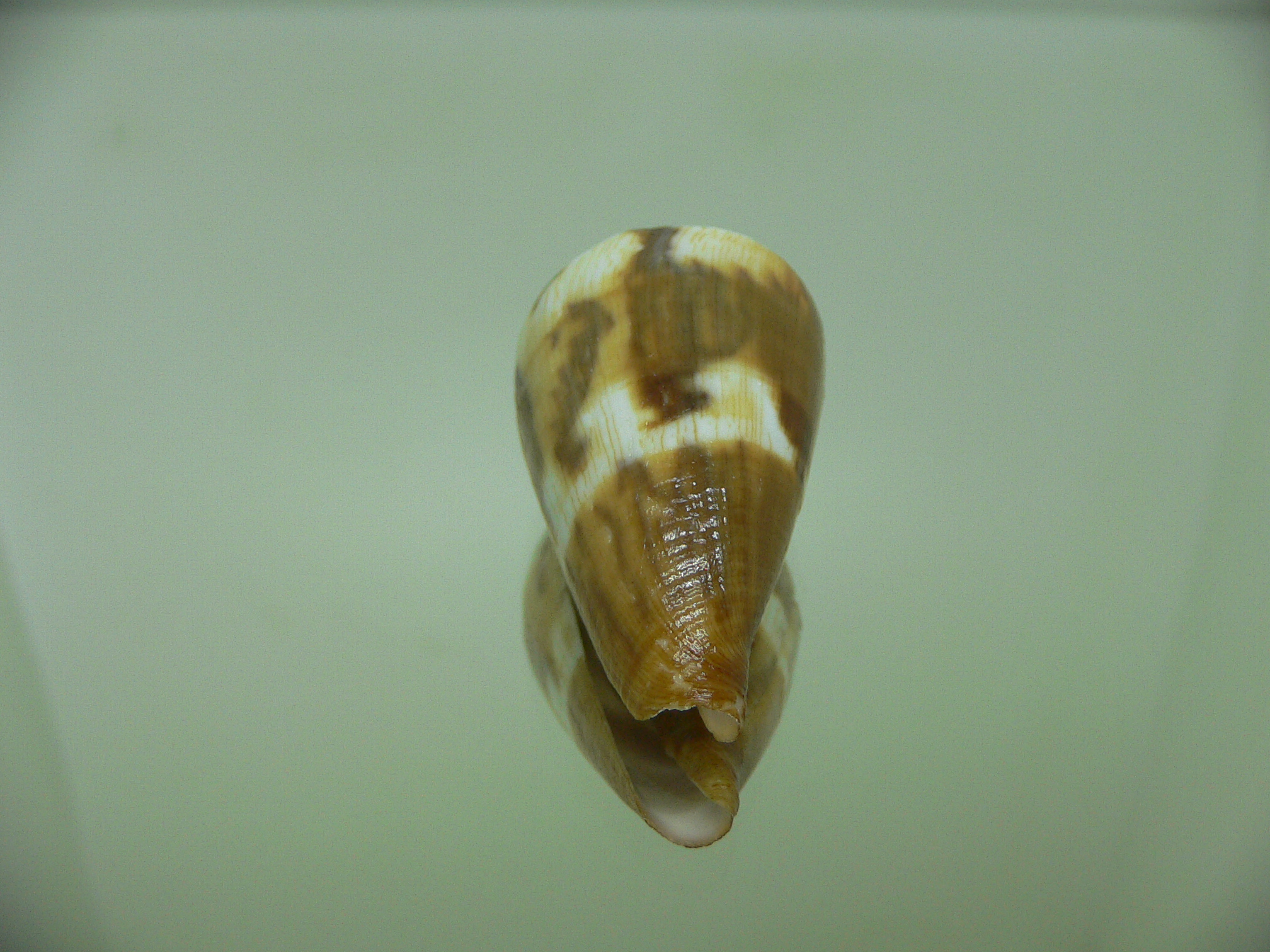 Conus vexillum COLOR