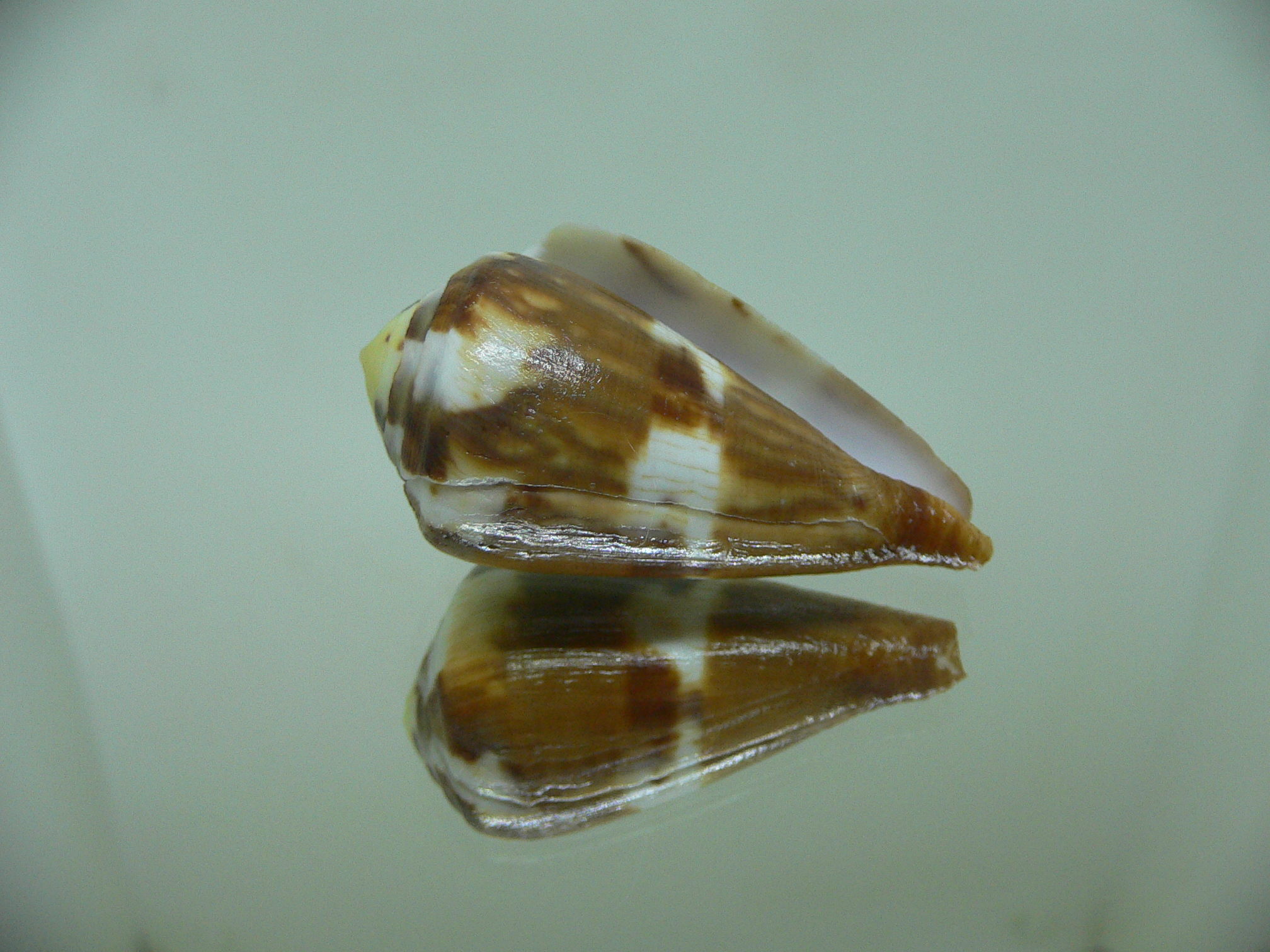 Conus vexillum COLOR