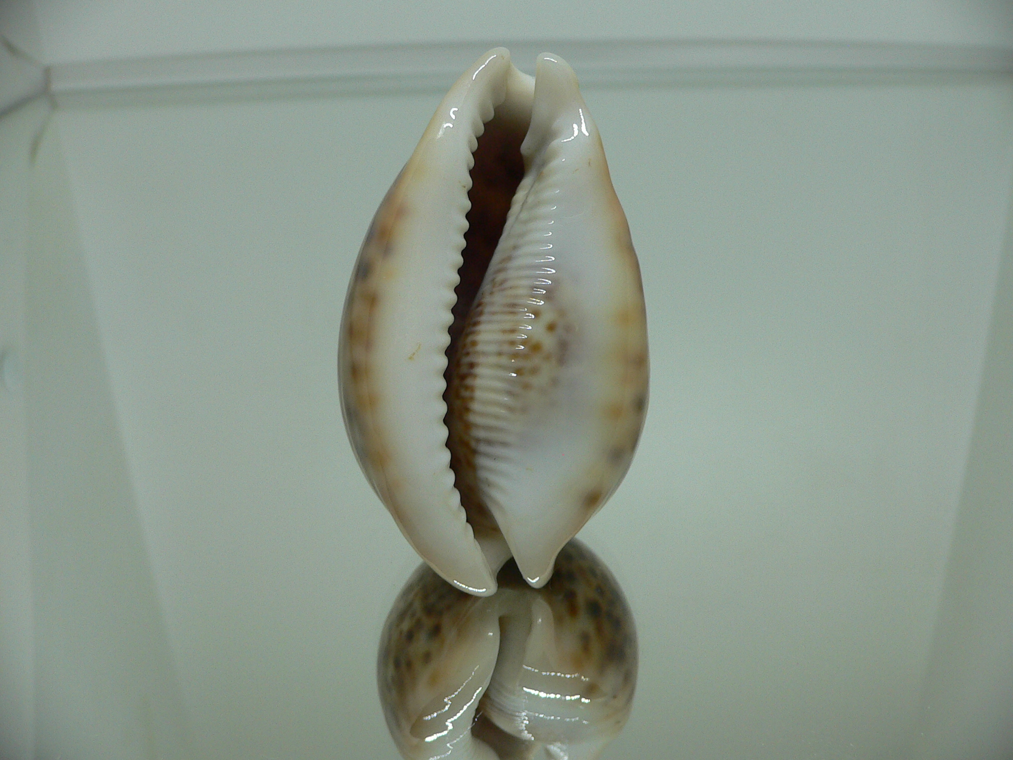 Cypraea pantherina RUSTY