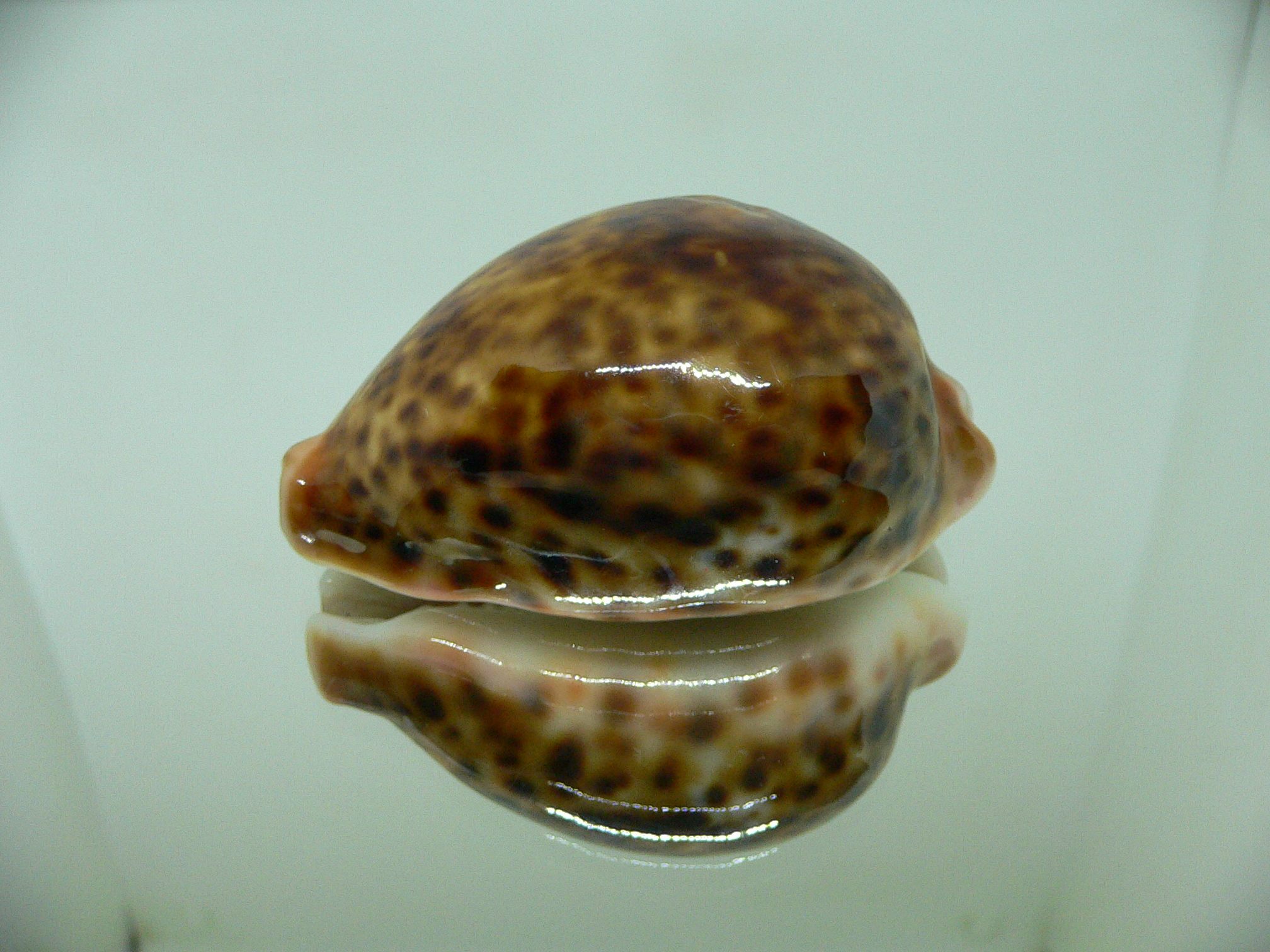 Cypraea pantherina RUSTY