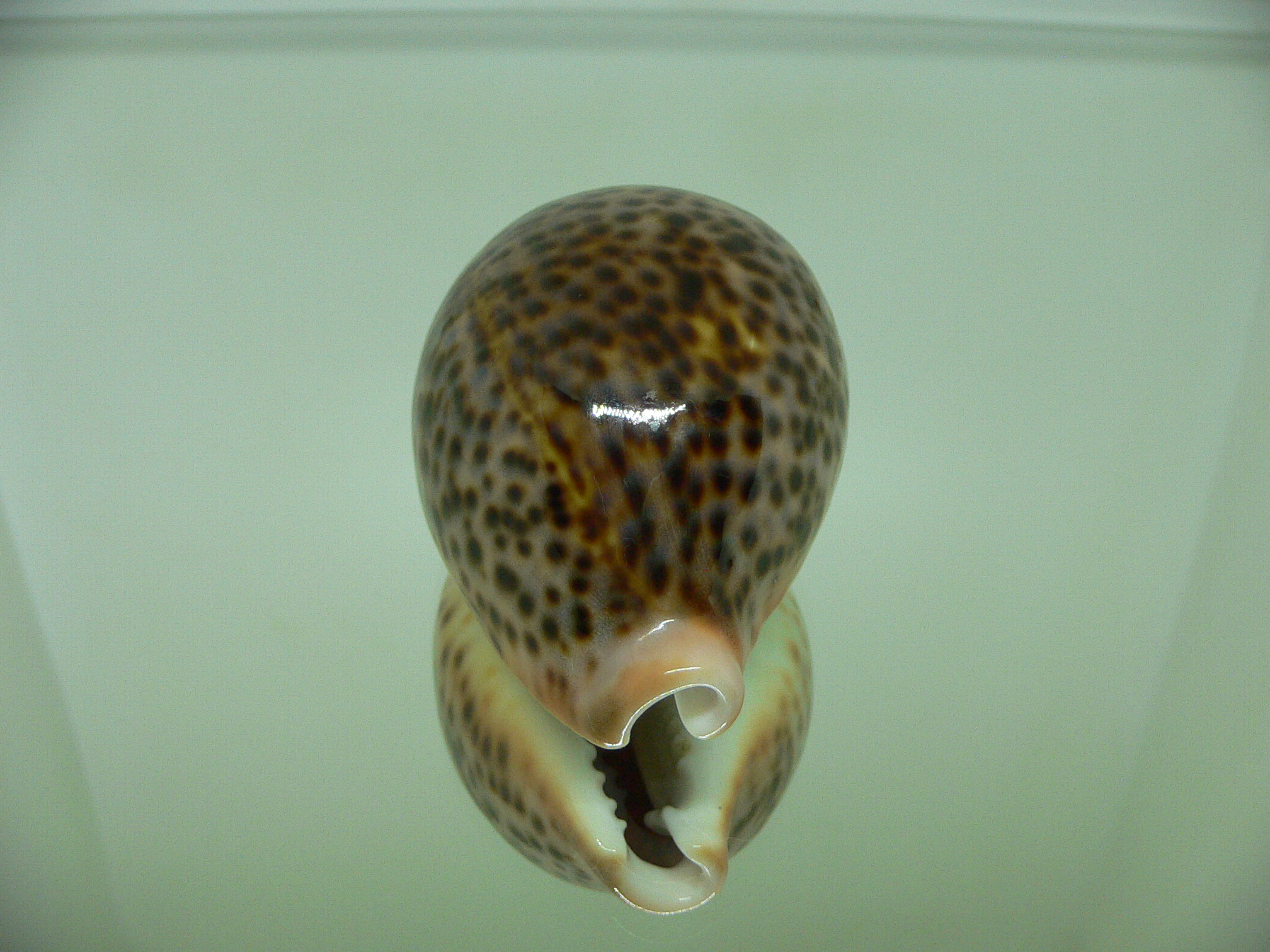 Cypraea pantherina funebralis (var.) DARK