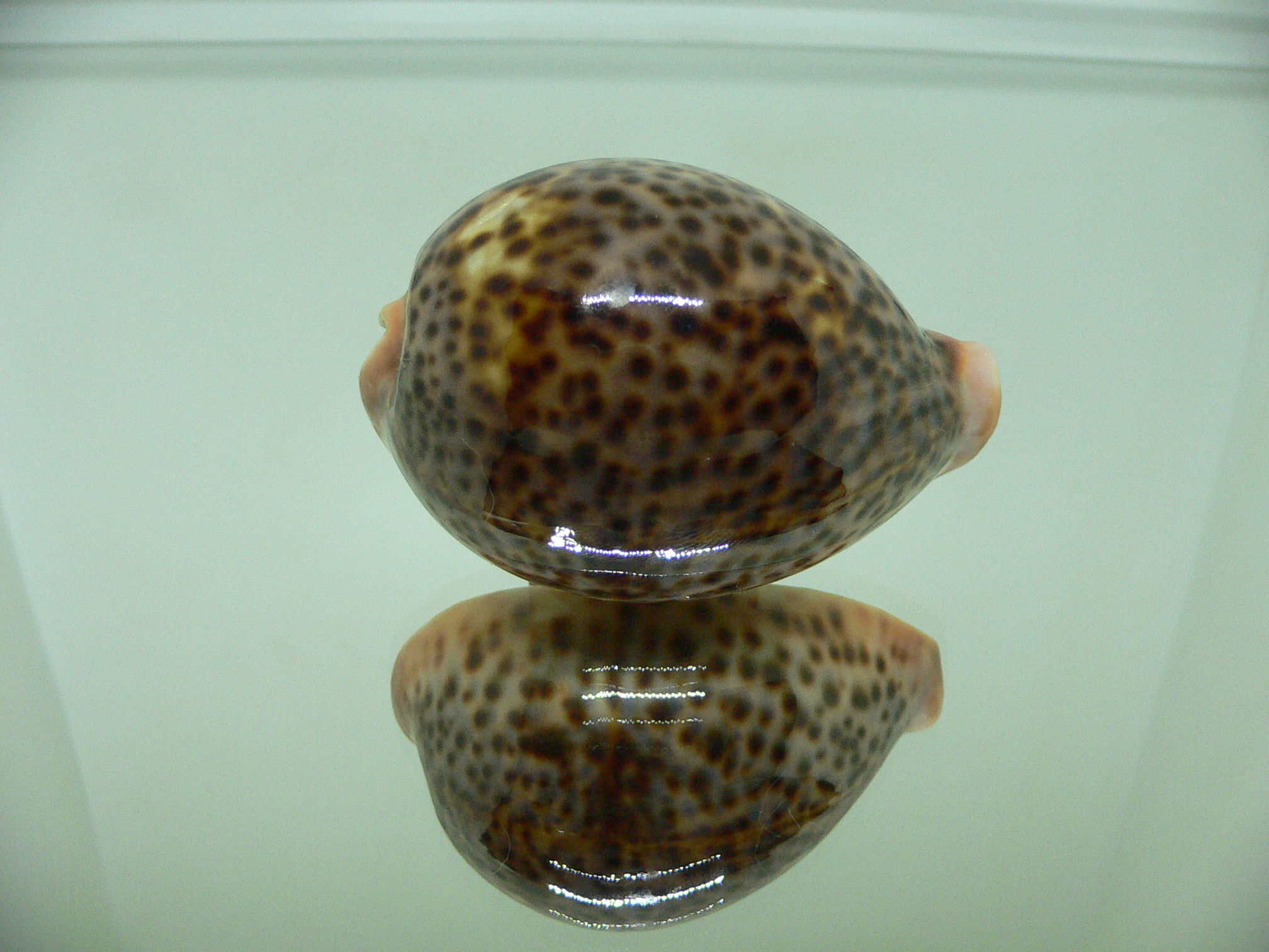 Cypraea pantherina funebralis (var.) DARK