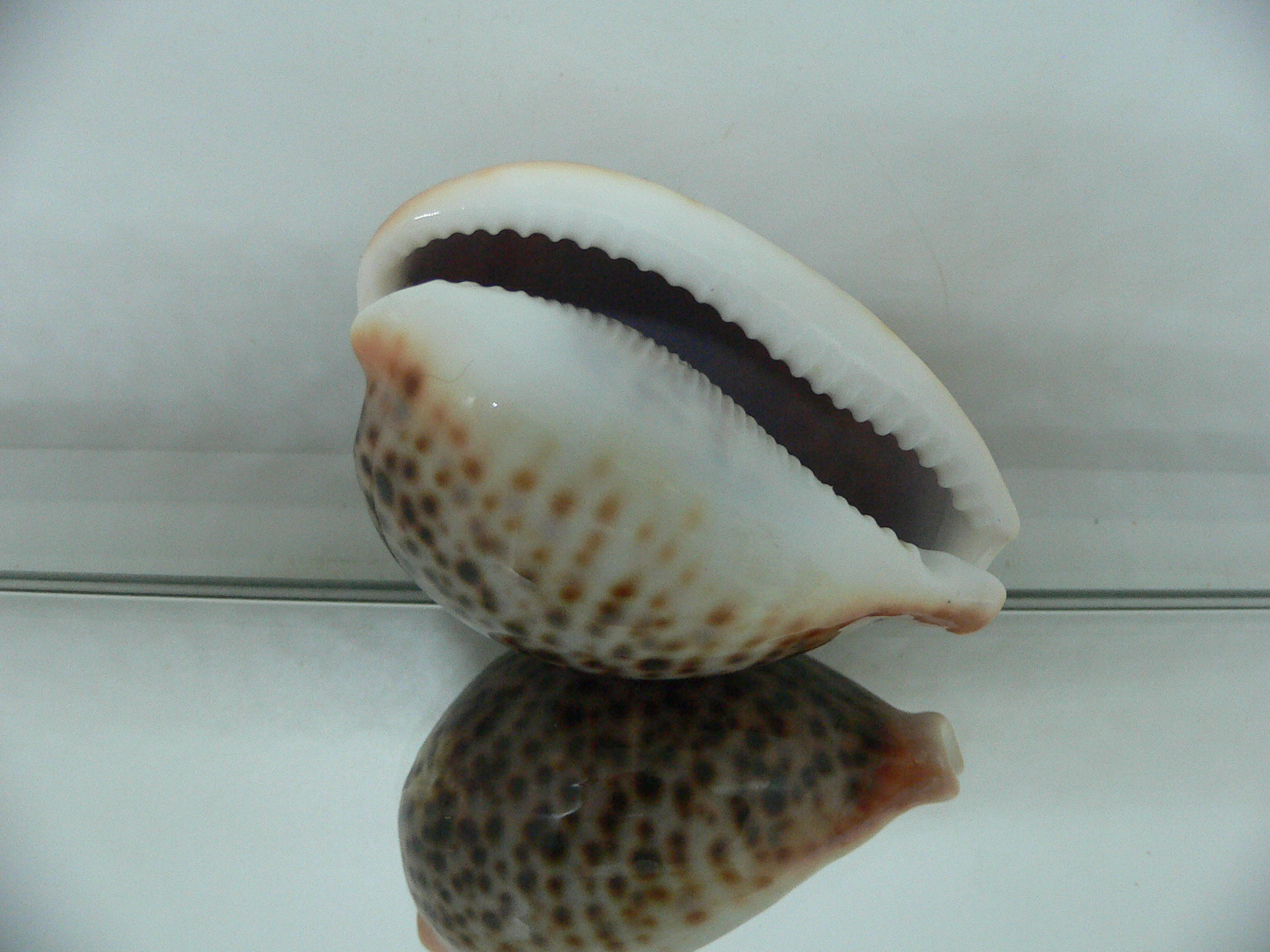 Cypraea pantherina funebralis (var.) DARK