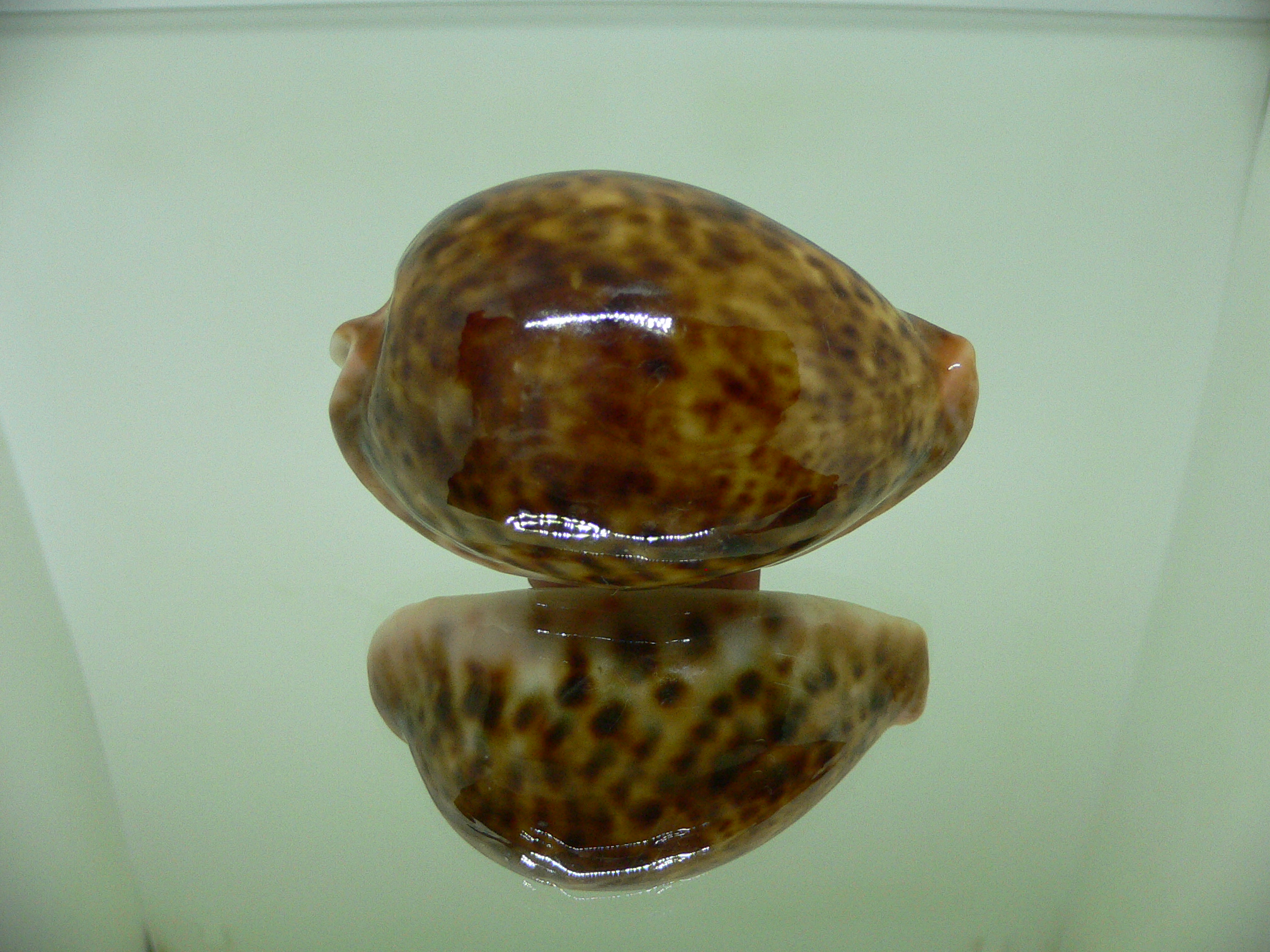 Cypraea pantherina RUSTY